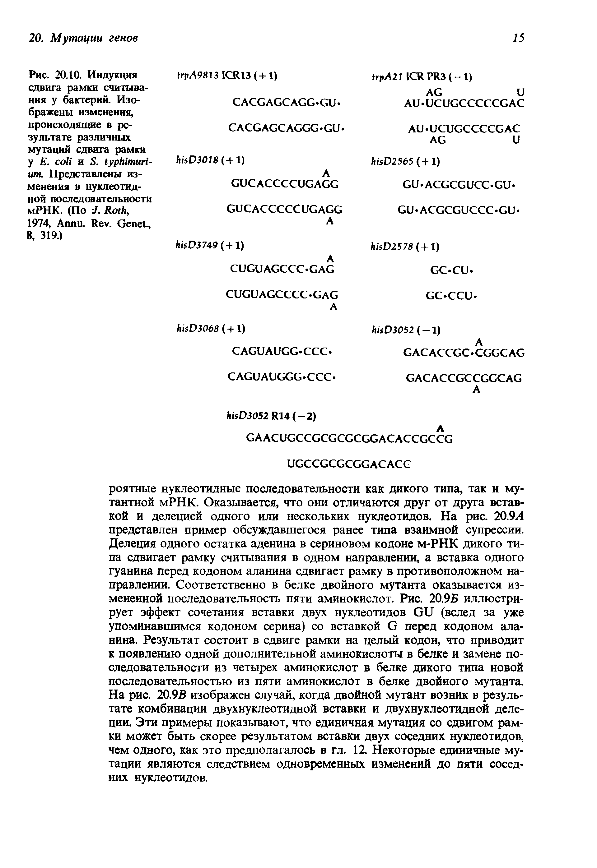 Рис. 20.10. Индукция сдвига рамки считывания у бактерий. Изображены изменения, происходящие в результате различных мутаций сдвига рамки у Е. и S. -ит. Представлены изменения в нуклеотидной последовательности мРНК. (По J. R , 1974, A . R . G ., 8, 319.)...