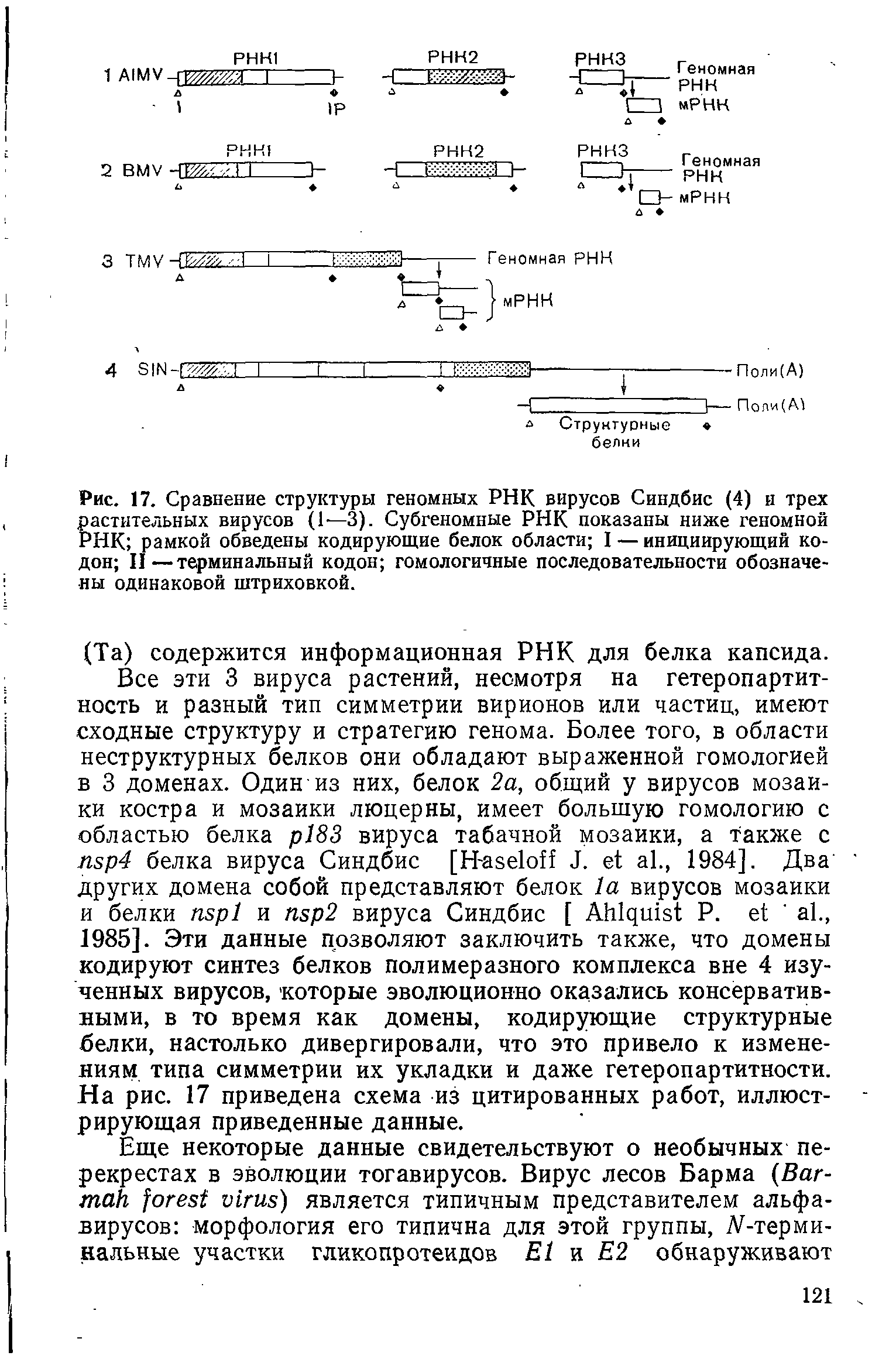 Рис. 17. Сравнение структуры геномных РНК вирусов Синдбис (4) и трех растительных вирусов (1—3). Субгеномные РНК показаны ниже геномной РНК рамкой обведены кодирующие белок области I — инициирующий кодон II—терминальный кодон гомологичные последовательности обозначены одинаковой штриховкой.