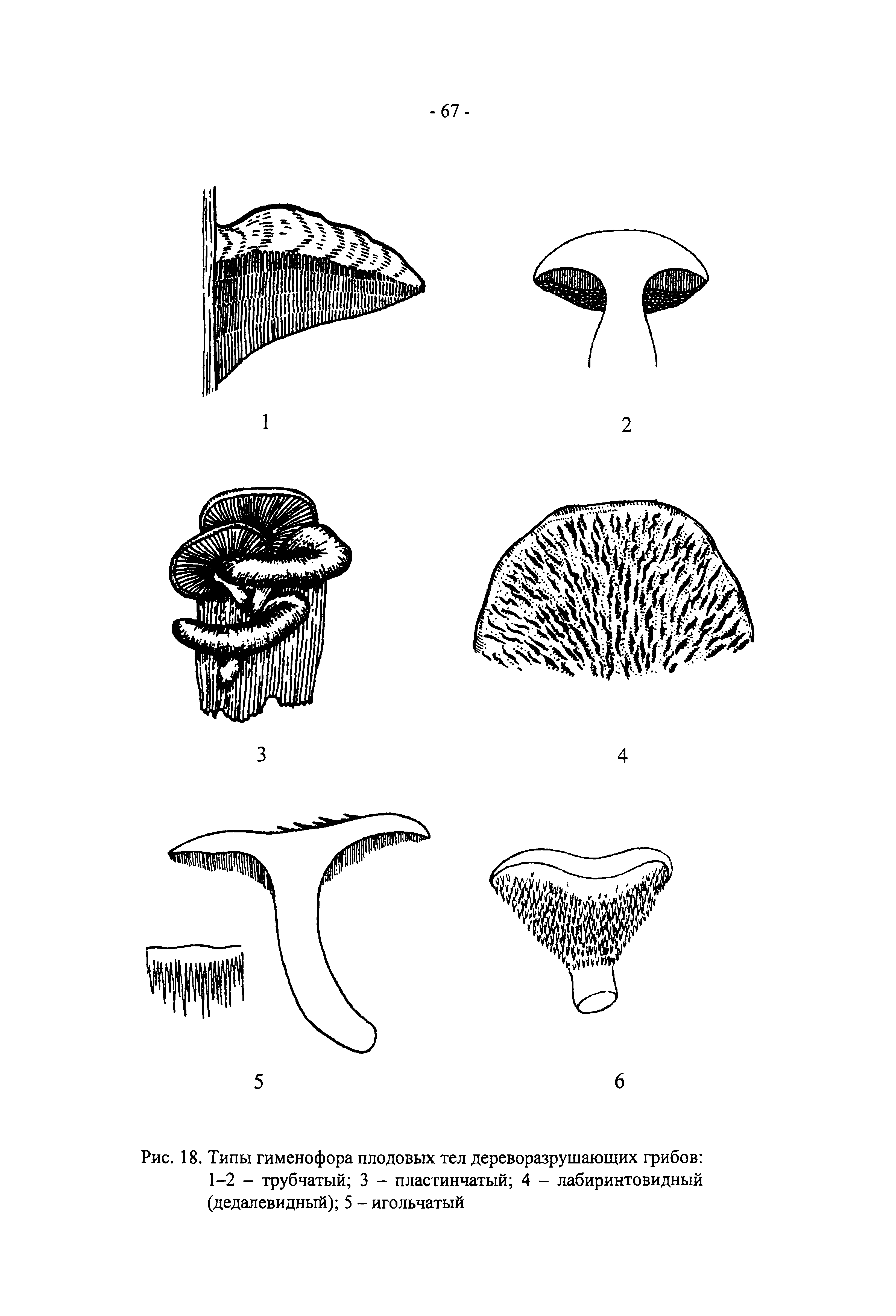 Рис. 18. Типы гименофора плодовых тел дереворазрушающих грибов 1-2 - трубчатый 3 - пластинчатый 4 - лабиринтовидный (дедалевидный) 5 - игольчатый...
