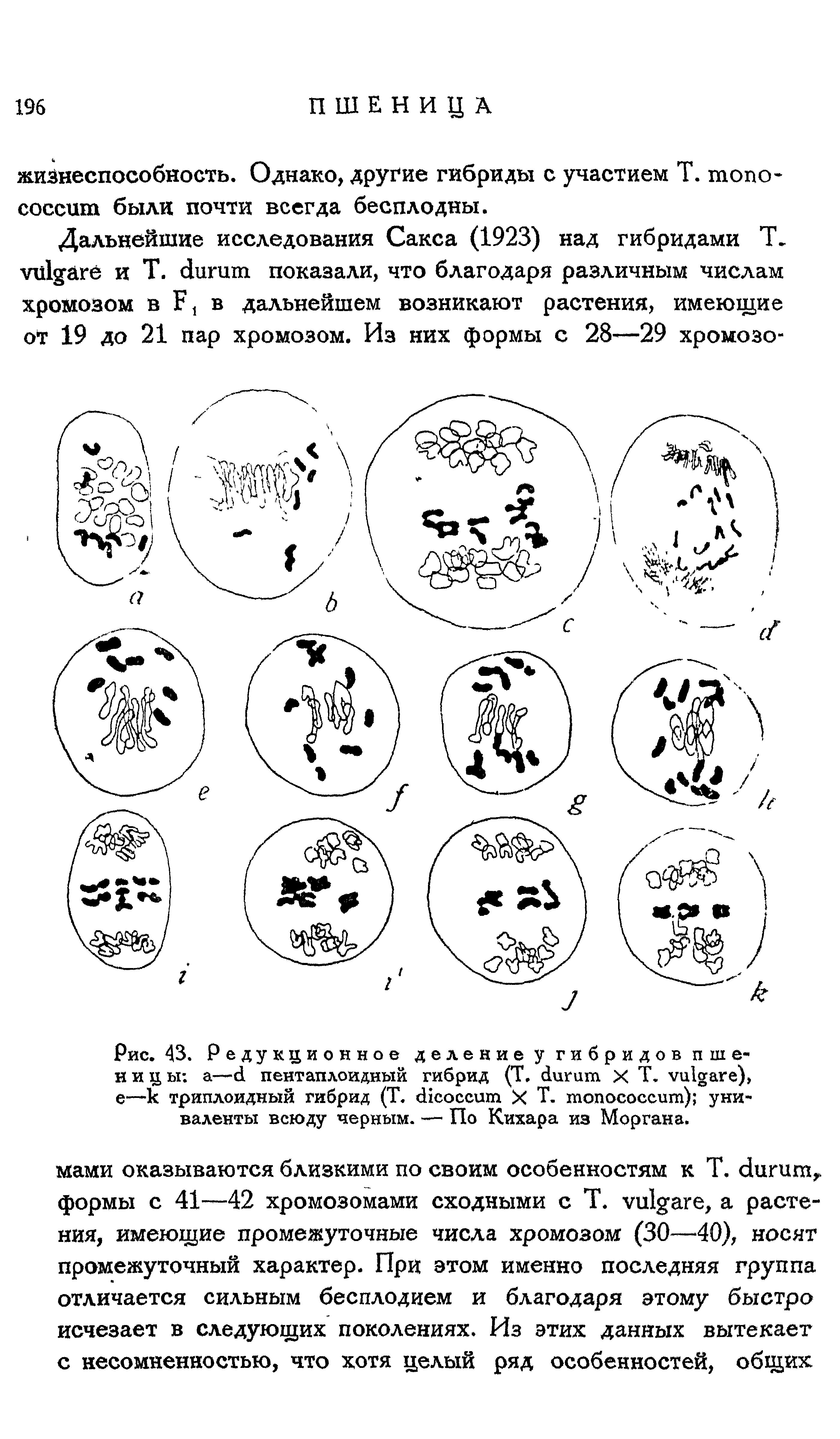 Рис. 43. Редукционное деление у гибридов пшеницы а— пентаплоидныи гибрид (Т. X Т. ), е—к триплоидный гибрид (Т. X Т. ) уни-валенты всюду черным. — По Кихара из Моргана.