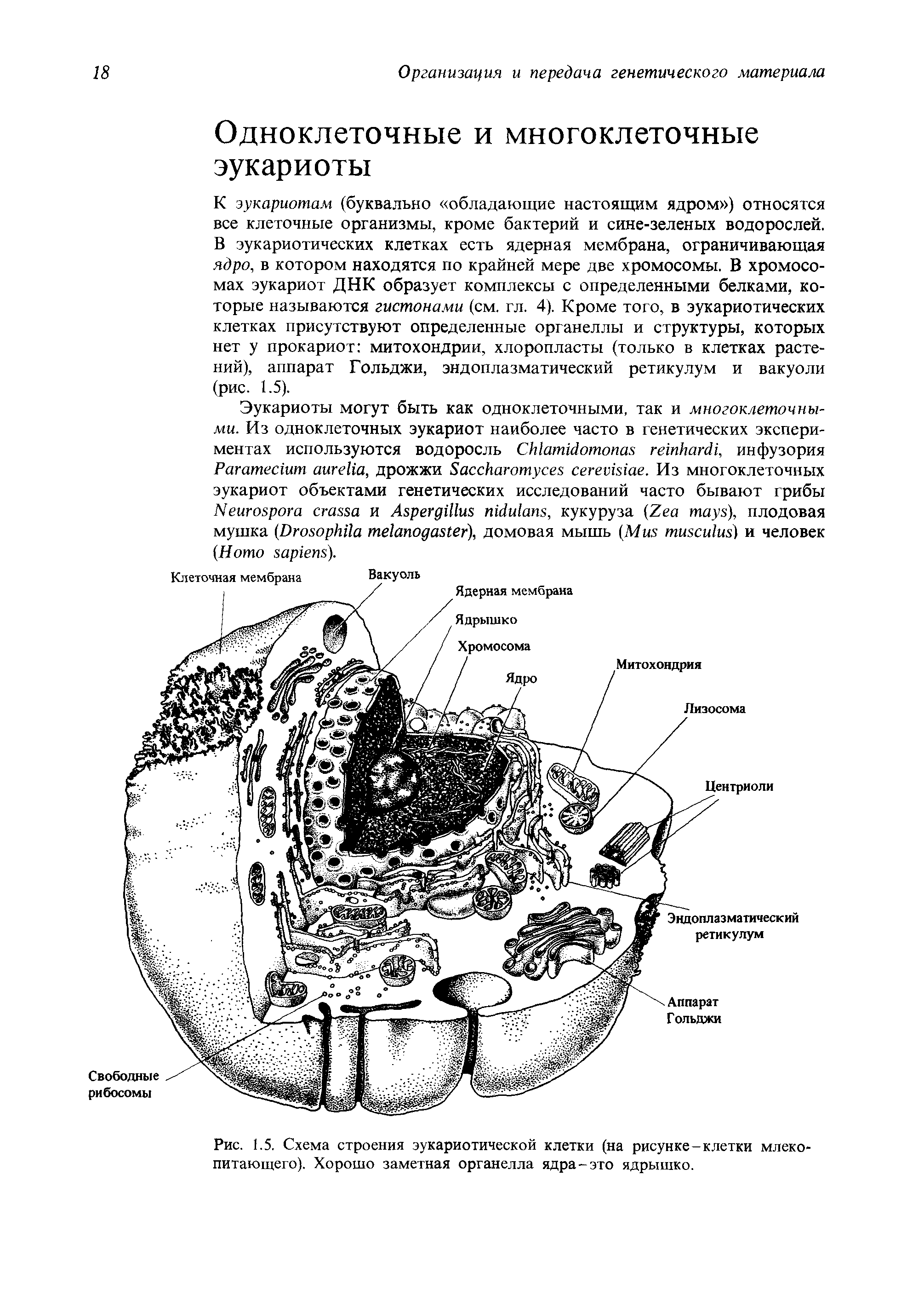 Рис. 1.5. Схема строения эукариотической клетки (на рисунке-клетки млекопитающего). Хорошо заметная органелла ядра-это ядрышко.