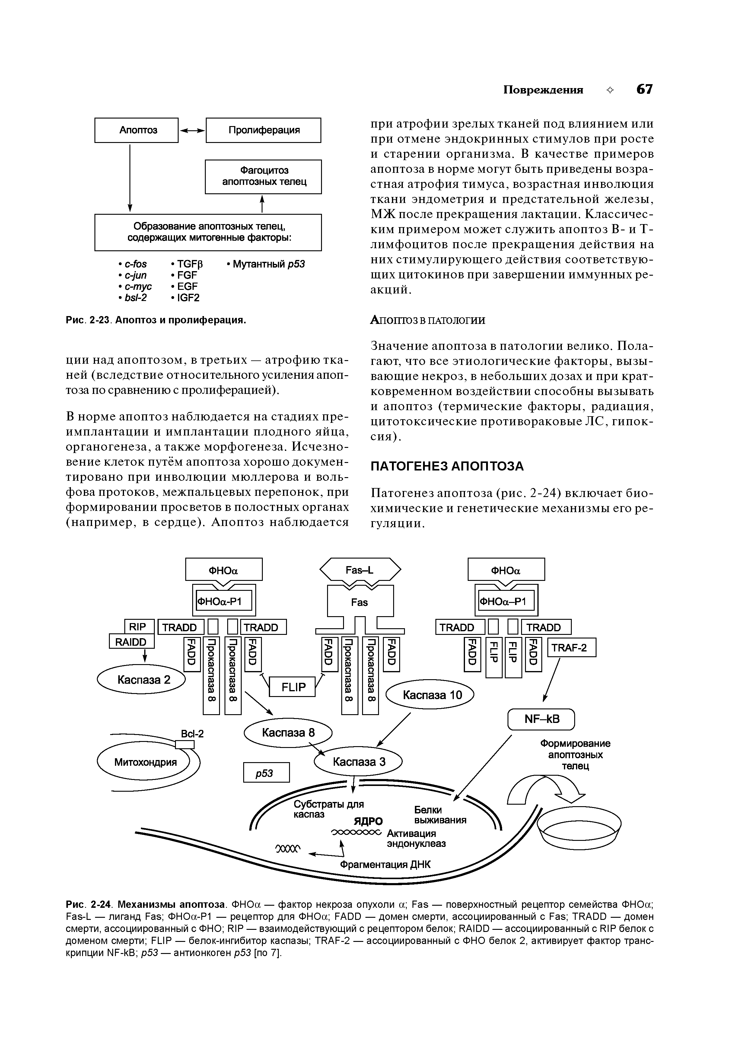 Рис. 2-24. Механизмы апоптоза. ФНОа — фактор некроза опухоли F — поверхностный рецептор семейства ФНОа F -L — лиганд F ФНОа-Р1 — рецептор для ФНОа FADD — домен смерти, ассоциированный с F TRADD — домен смерти, ассоциированный с ФНО RIP — взаимодействующий с рецептором белок RAIDD — ассоциированный с RIP белок с доменом смерти FLIP — белок-ингибитор каспазы TRAF-2 — ассоциированный с ФНО белок 2, активирует фактор транскрипции NF- B р53 — антионкоген р53 [по 7].