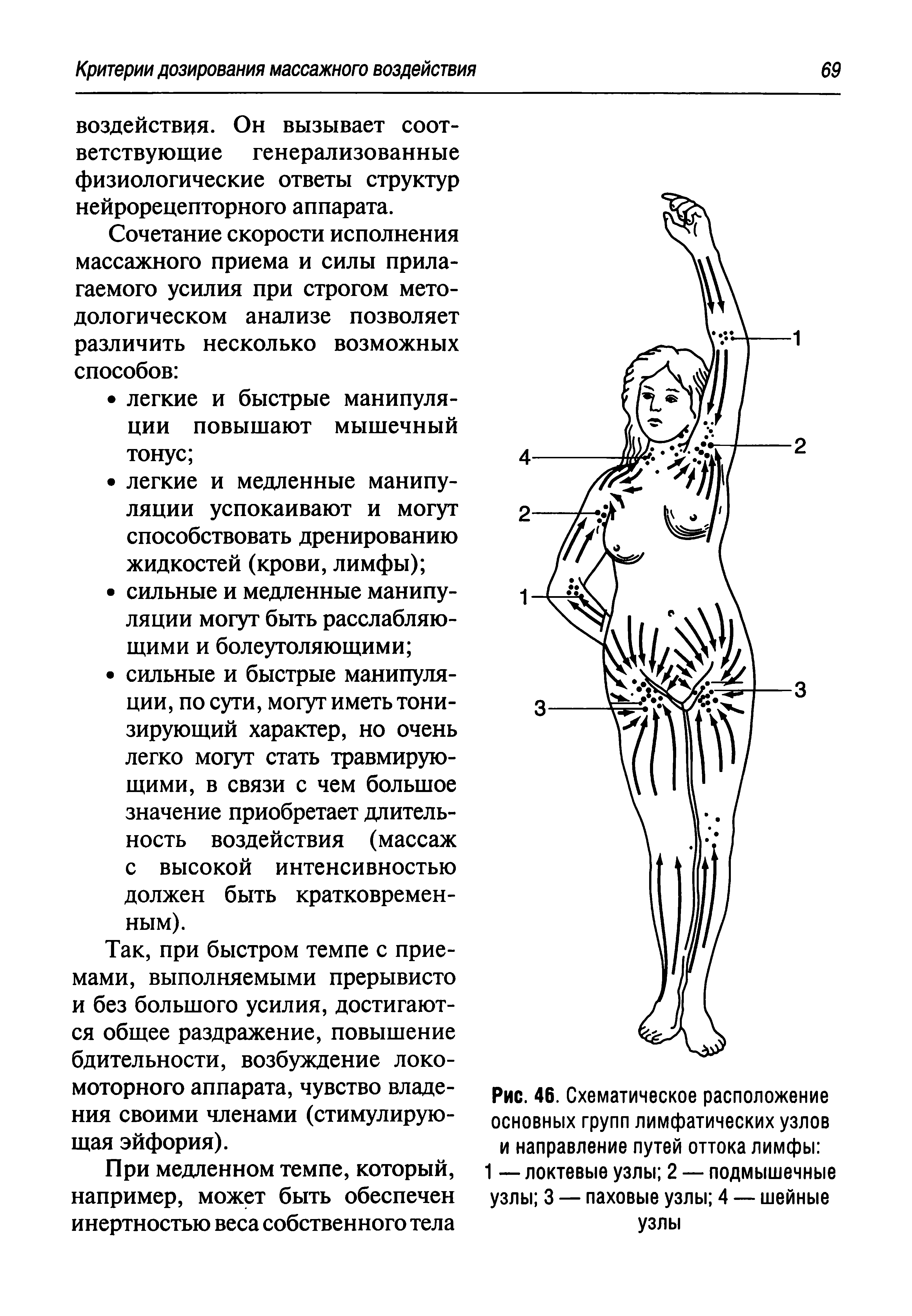 Рис. 46. Схематическое расположение основных групп лимфатических узлов и направление путей оттока лимфы 1 — локтевые узлы 2 — подмышечные узлы 3 — паховые узлы 4 —- шейные узлы...