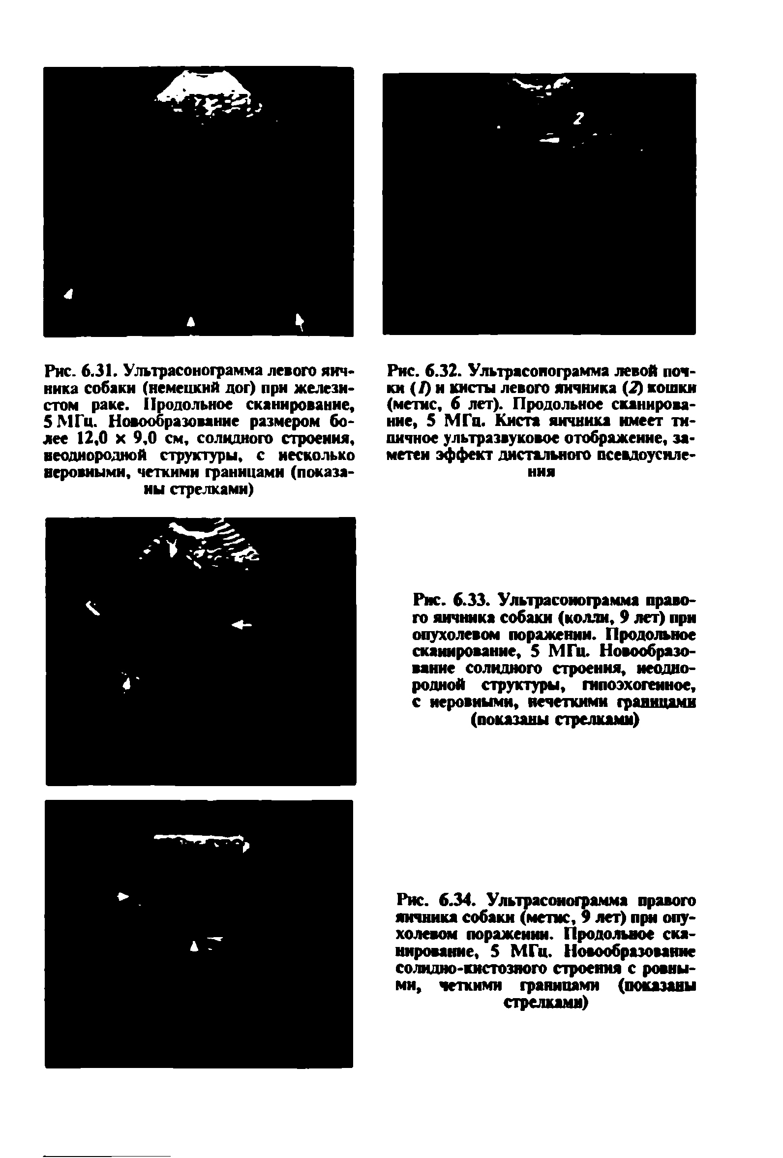 Рис. 6.31. Ультрасонограмма левого яичника собаки (немецкий дог) при железистом раке. Продольное сканирование, 5 МГц. Новообразование размером более 12,0 х 9,0 см, солидного строения, неоднородной структуры, с несколько неровными, четкими границами (показаны стрелками)...