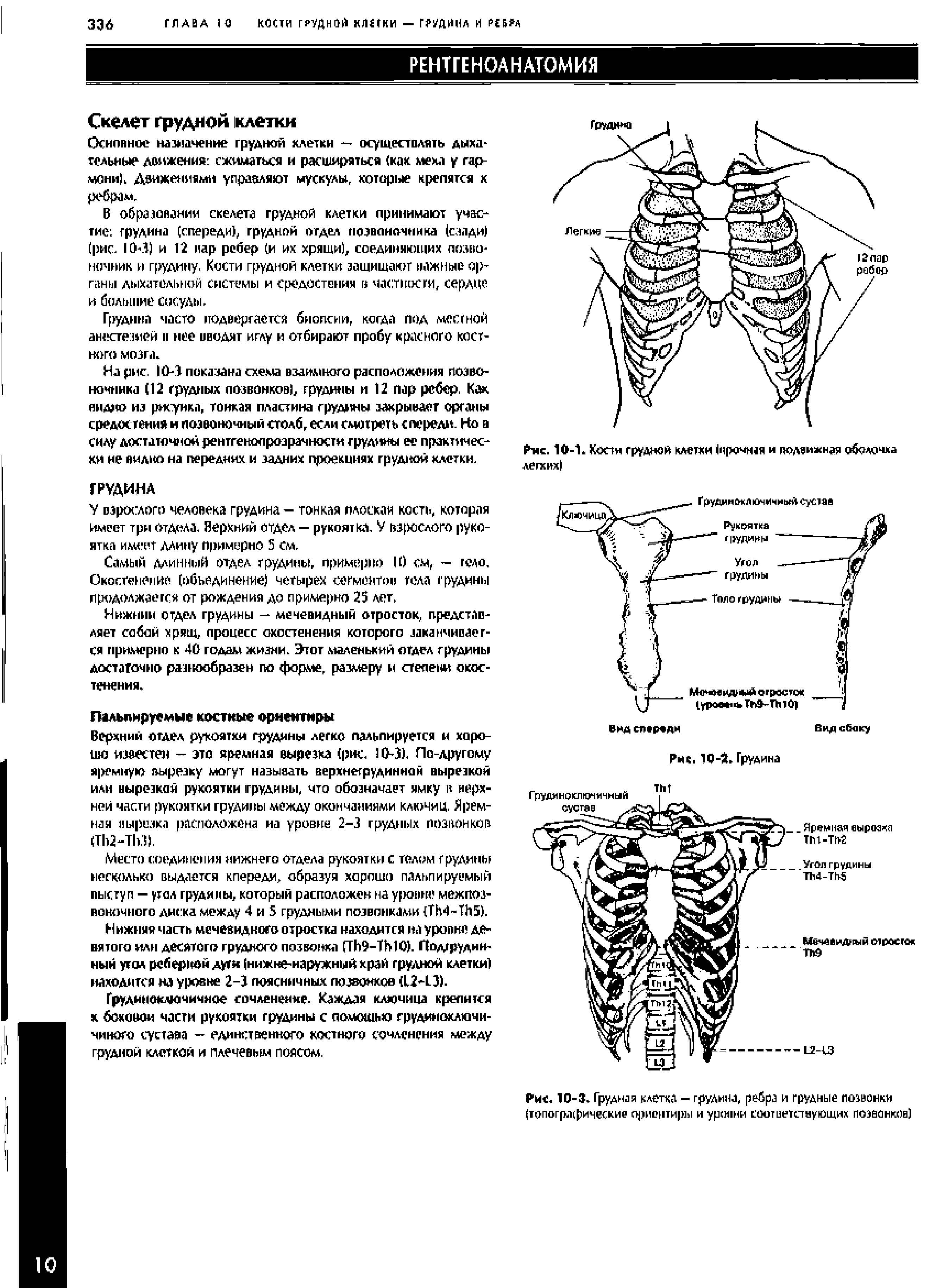 Рис. 10-3. Грудная клетка — грудина, ребра и грудные позвонки (топографические ориентиры и уровни соотпегстнуйщих позвонков)...