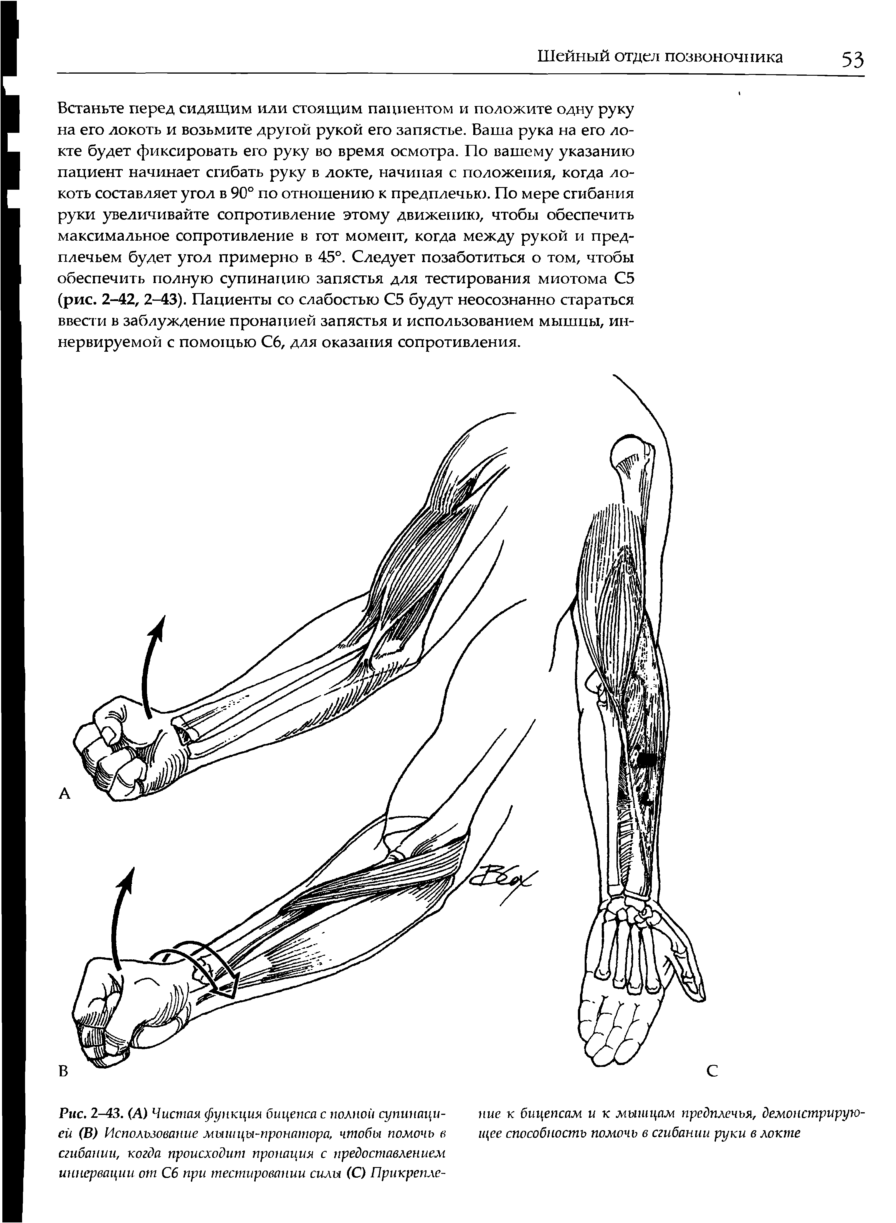 Рис. 2-43. (А) Чистая функция бицепса с полной супинацией (В) Использование мышцы-пронатора, чтобы помочь в сгибании, когда происходит пронация с предоставлением иннервации от С6 при тестировании силы (С) Прикрепле-...