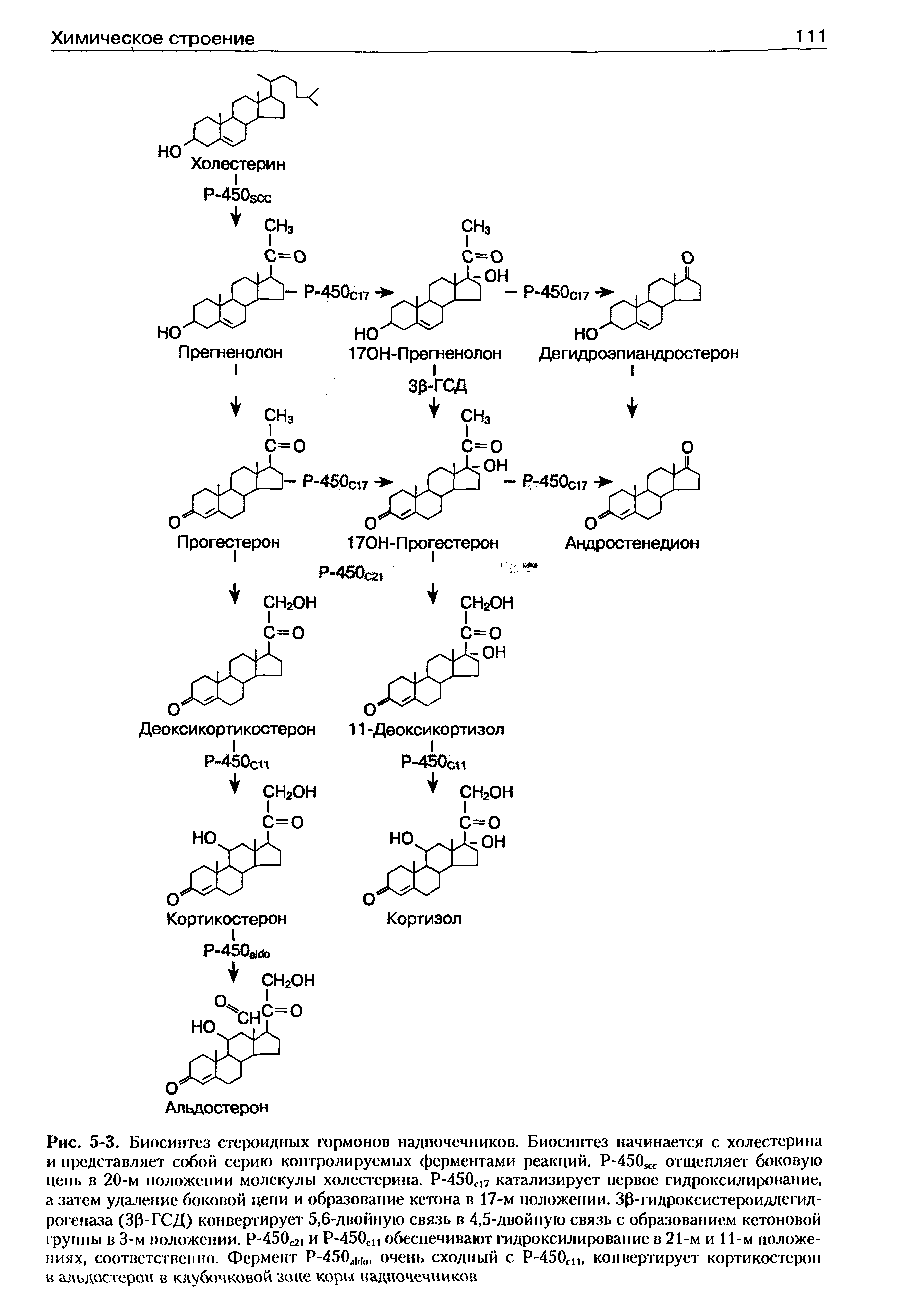 Рис. 5-3. Биосинтез стероидных гормонов надпочечников. Биосинтез начинается с холестерина и представляет собой серию контролируемых ферментами реакций. отщепляет боковую...
