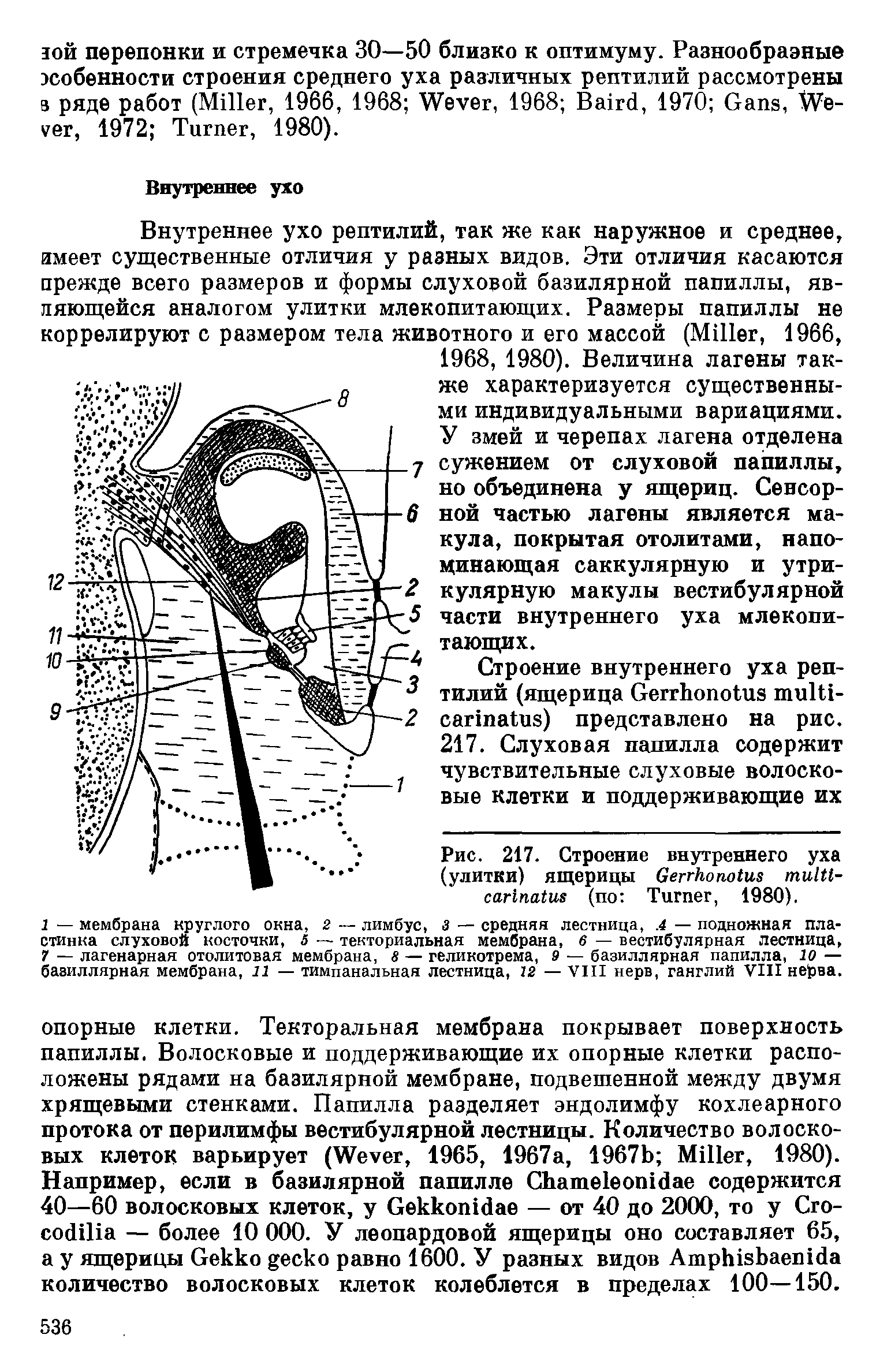 Рис. 217. Строение внутреннего уха (улитки) ящерицы G - (по T , 1980).