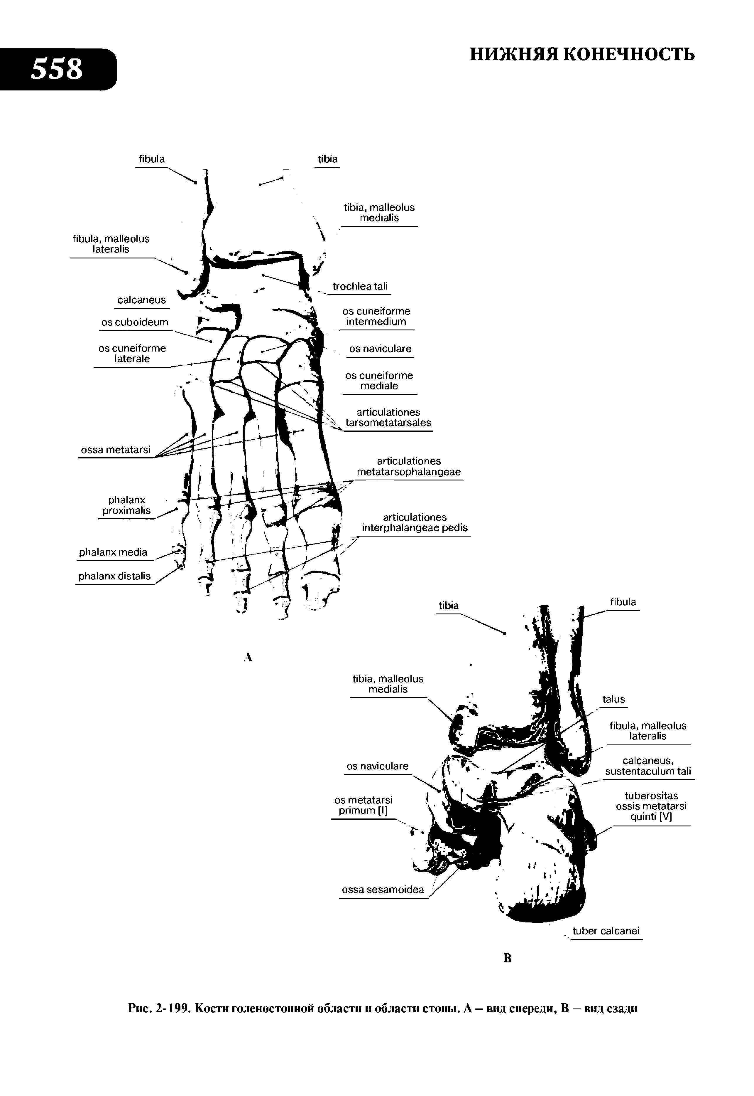 Рис. 2-199. Кости голеностопной области и области стопы. А — вид спереди, В — вид сзади...