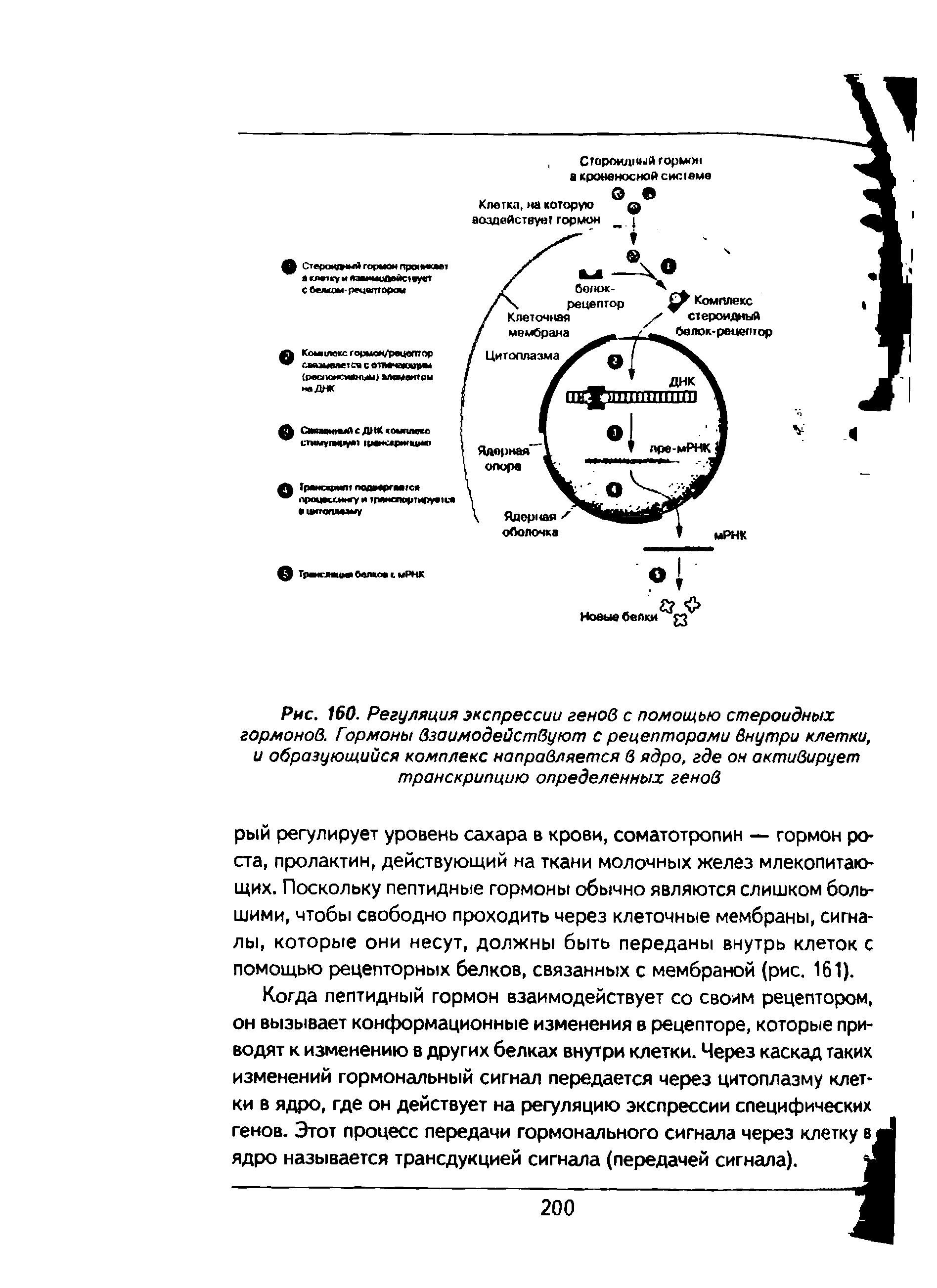 Рис. 160. Регуляция экспрессии генов с помощью стероидных гормонов. Гормоны взаимодействуют с рецепторами внутри клетки, и образующийся комплекс направляется в ядро, где он активирует транскрипцию определенных генов...