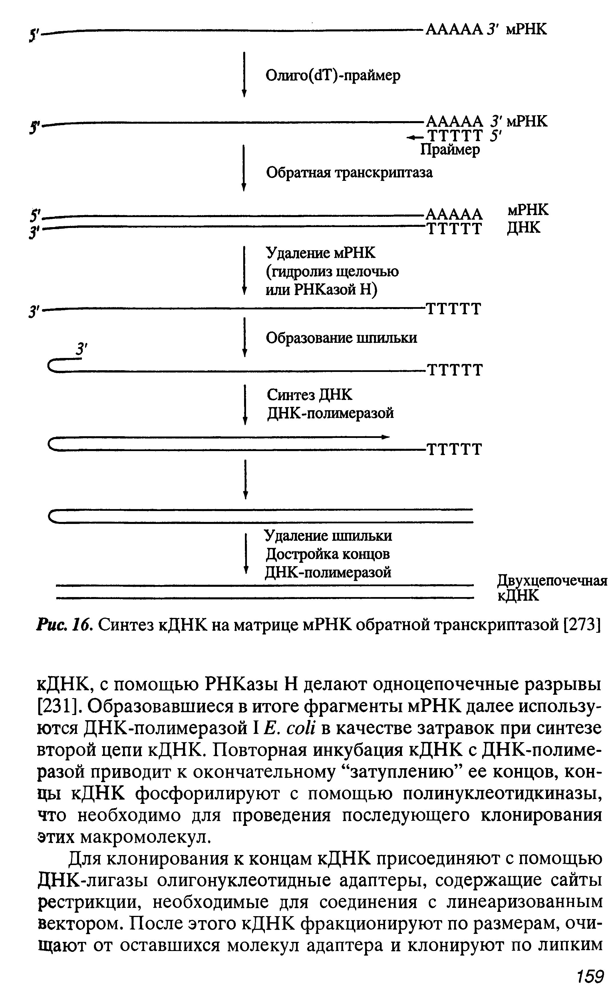 Рис. 16. Синтез кДНК на матрице мРНК обратной транскриптазой [273]...