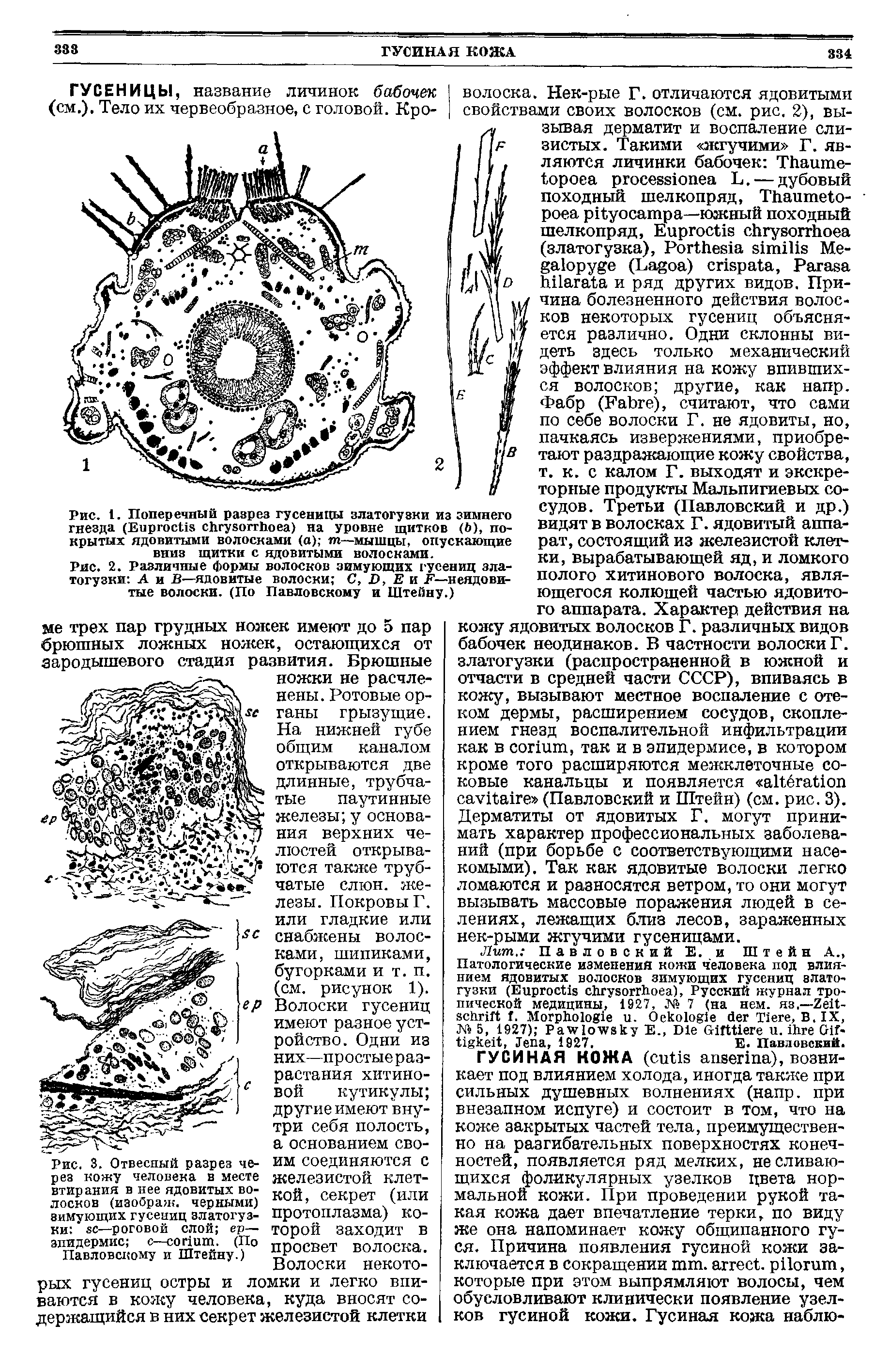 Рис. 1. Поперечный разрез гусеницы златогузки из зимнего гнезда (ЕиргосПз сйгувоггйоеа) на уровне щитков (й), покрытых ядовитыми волосками (а) т—мышцы, опускающие вниз щитки с ядовитыми волосками.