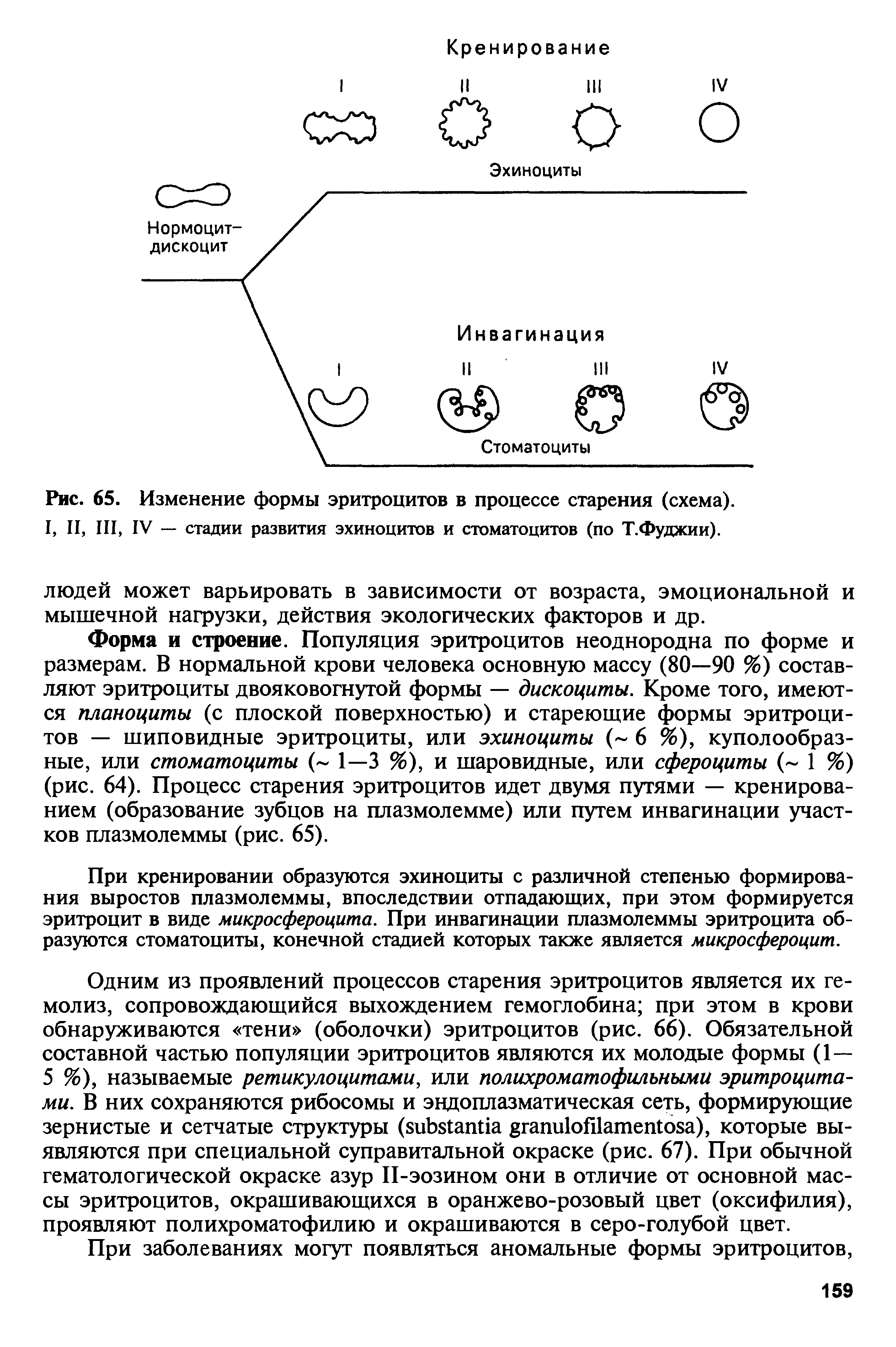 Рис. 65. Изменение формы эритроцитов в процессе старения (схема).