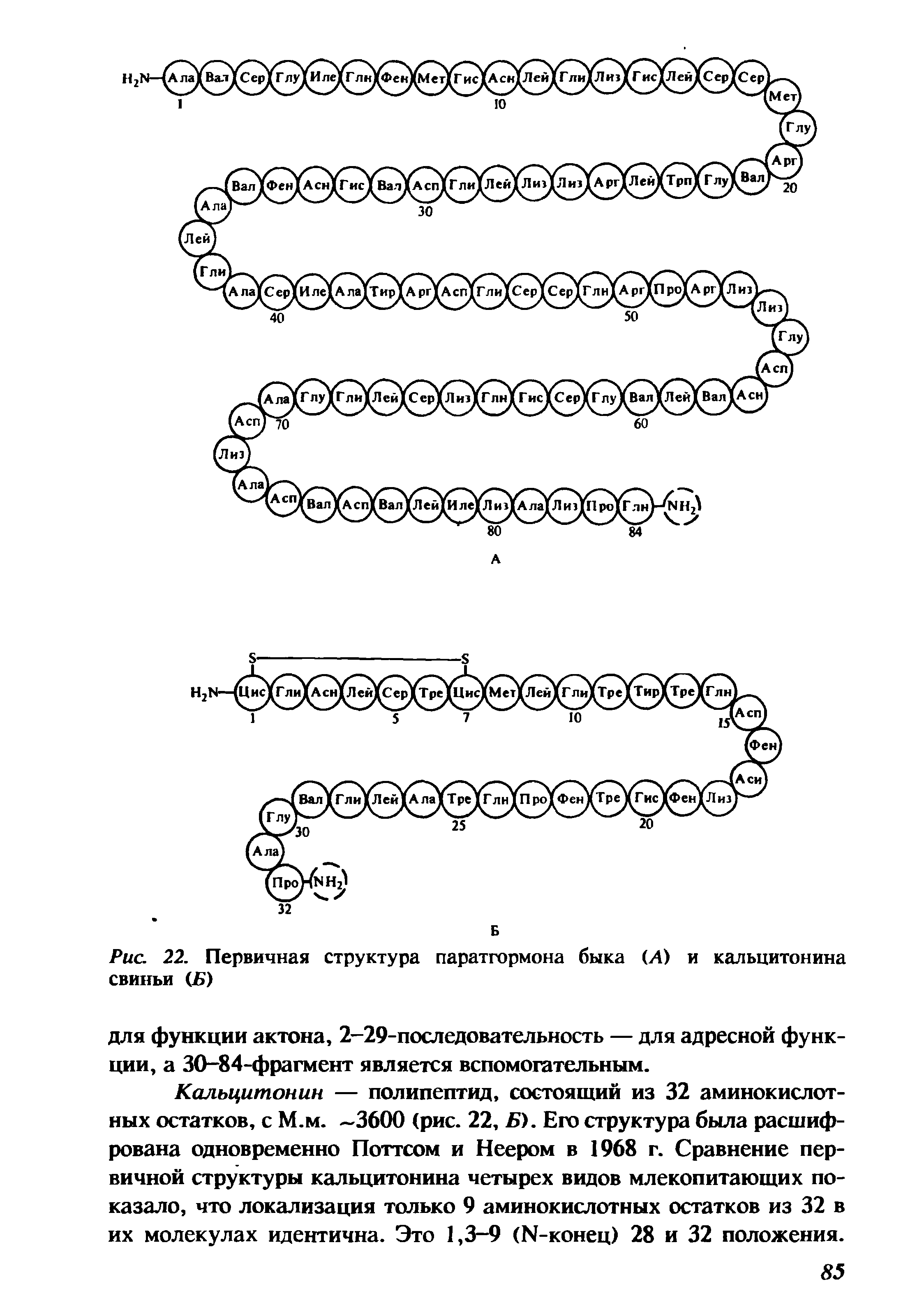 Рис. 22. Первичная структура паратгормона быка (Л) и кальцитонина свиньи СБ)...