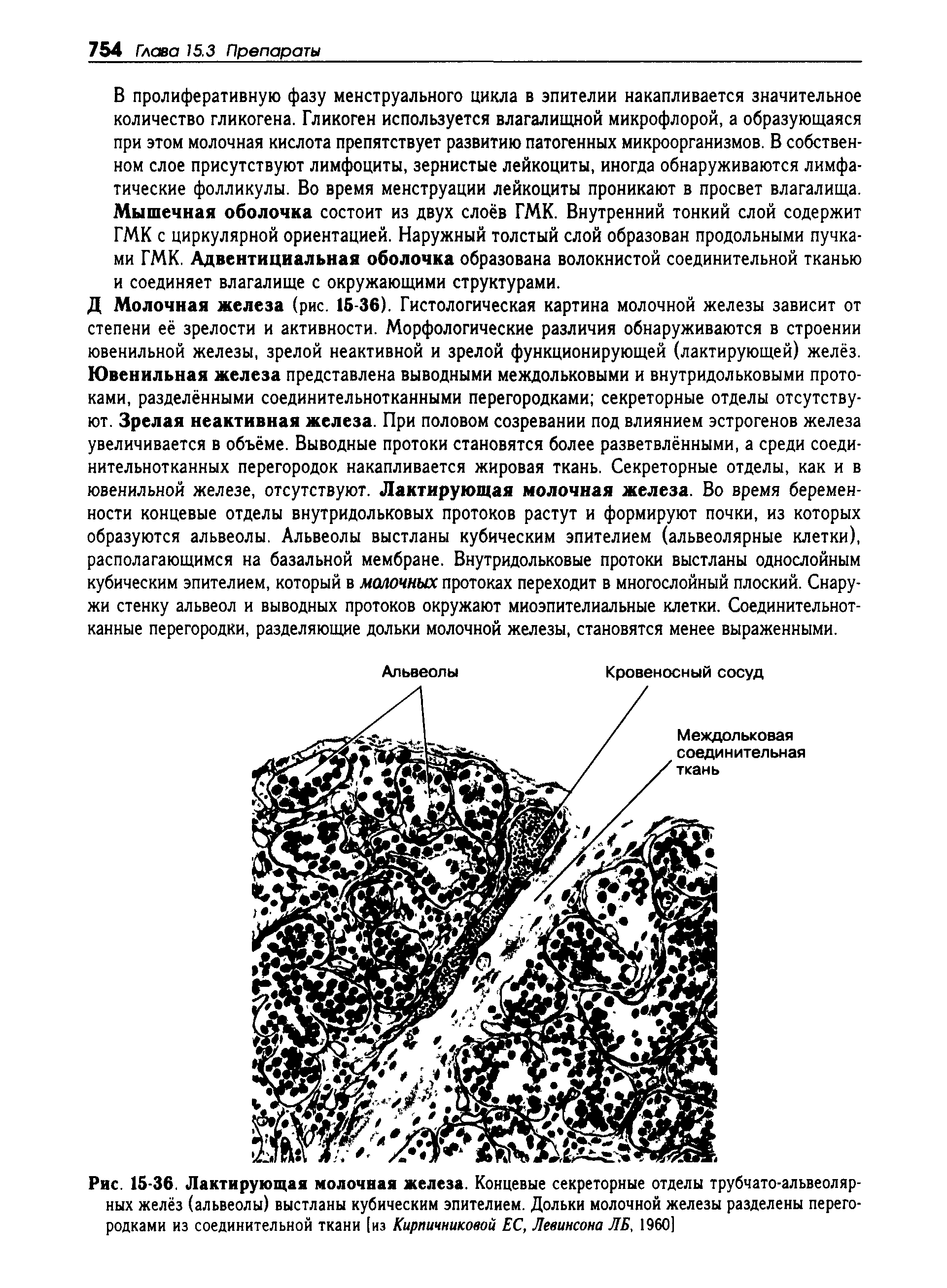 Рис. 15-36. Лактирующая молочная железа. Концевые секреторные отделы трубчато-альвеолярных желёз (альвеолы) выстланы кубическим эпителием. Дольки молочной железы разделены перегородками из соединительной ткани [из Кирпичниковой ЕС, Левинсона ЛБ, 1960]...
