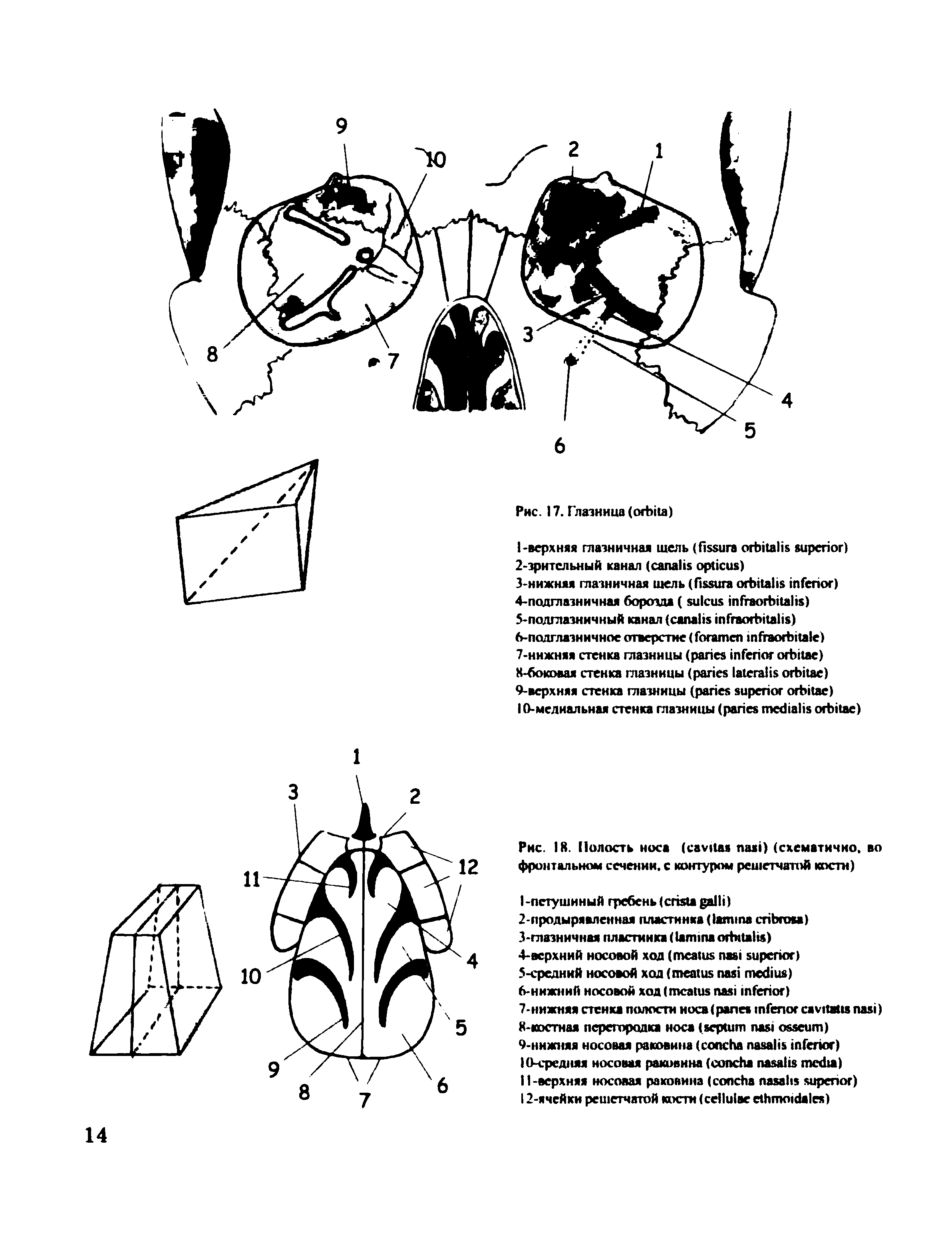 Рис. 18. Полость носа ( ) (схематично, во фронтальном сечении, с контуром решетчатой кости)...