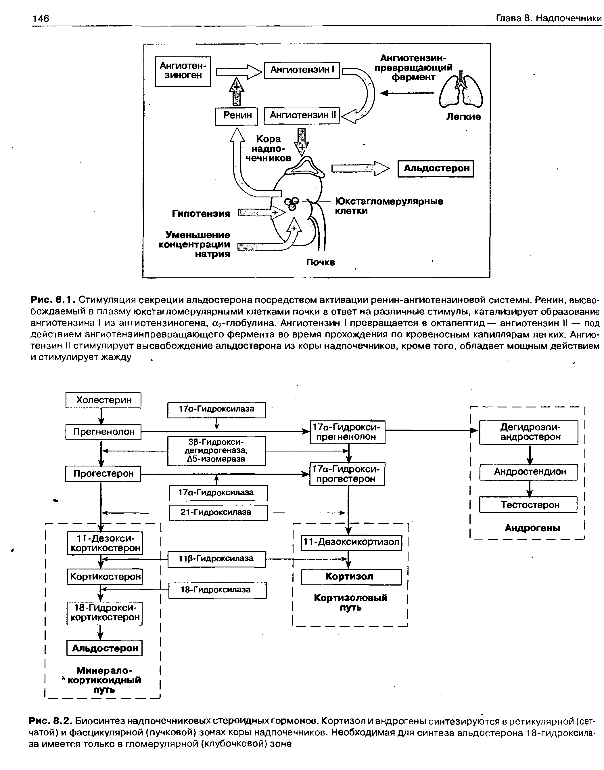 Рис. 8.2. Биосинтез надпочечниковых стероидных гормонов. Кортизол и андрогены синтезируются в ретикулярной (сетчатой) и фасцикулярной (пучковой) зонах коры надпочечников. Необходимая для синтеза альдостерона 18-гидроксила-за имеется только в гломерулярной (клубочковой) зоне...