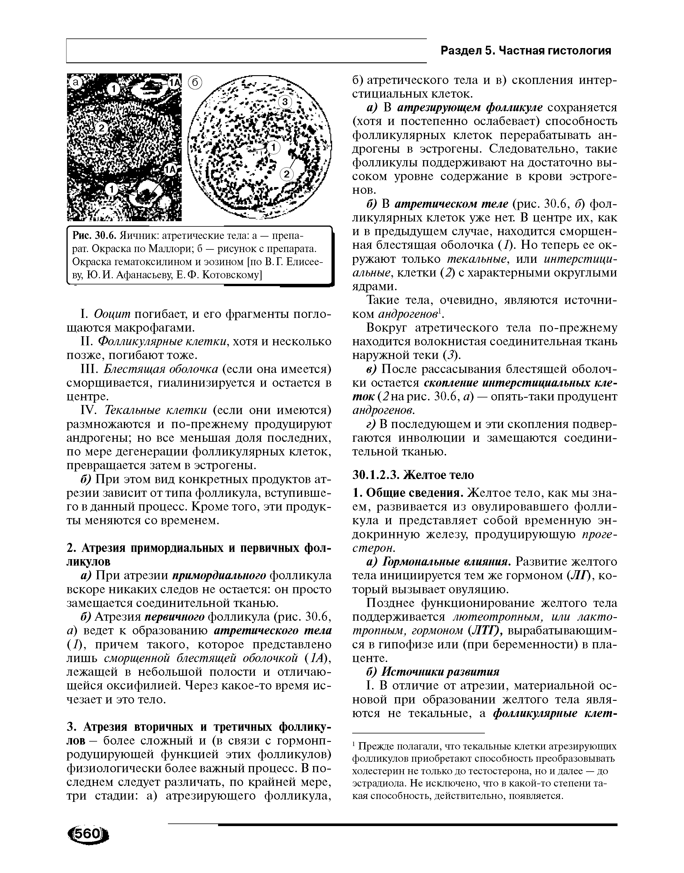 Рис. 30.6. Яичник атретические тела а — препарат. Окраска по Маллори б — рисунок с препарата. Окраска гематоксилином и эозином [по В. Г. Елисееву, Ю.И. Афанасьеву, Е.Ф. Котовскому]...