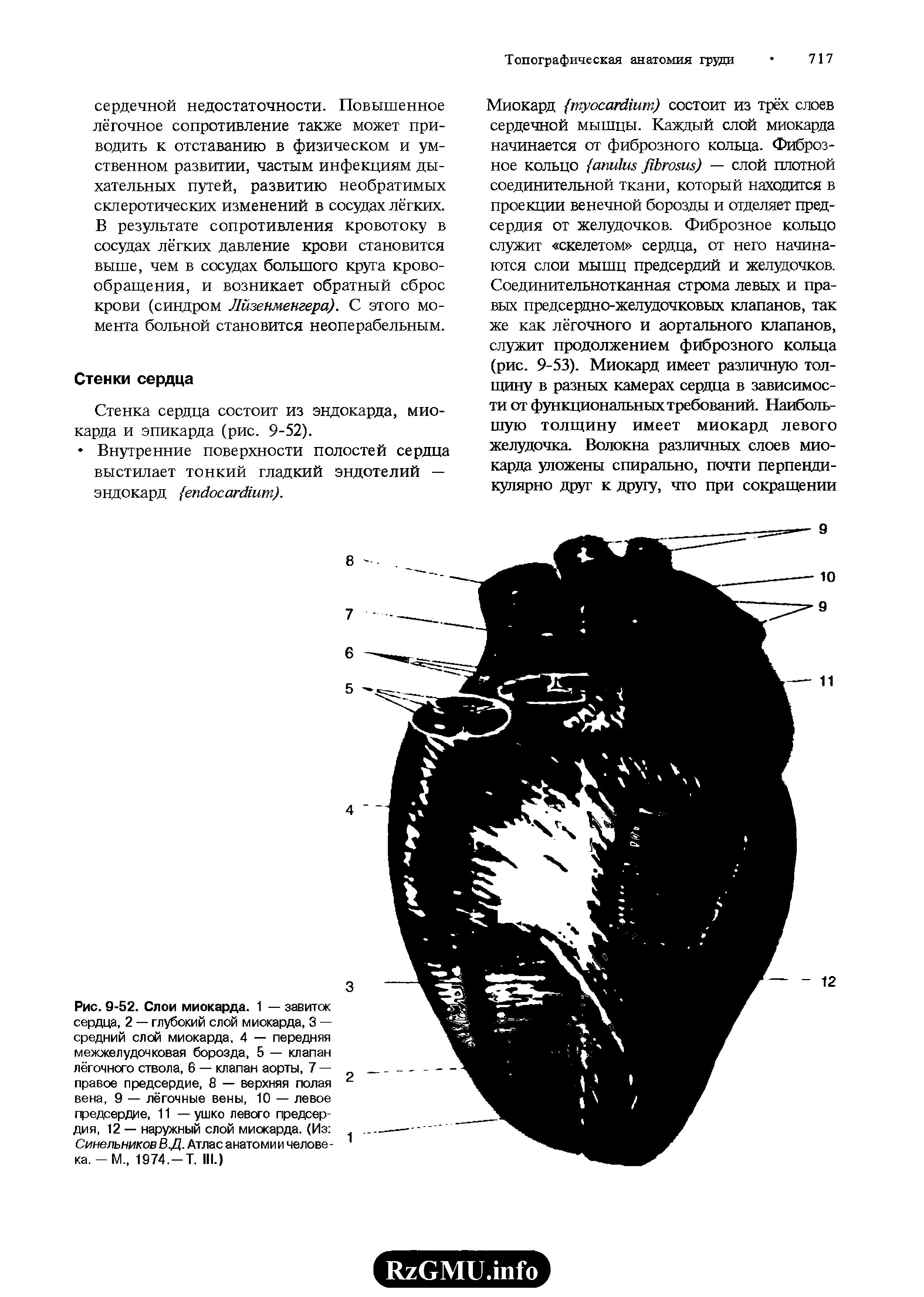 Рис. 9-52. Слои миокарда. 1 — завиток сердца, 2 — глубокий слой миокарда, 3 — средний слой миокарда, 4 — передняя межжелудочковая борозда, 5 — клапан лёгочного ствола, 6 — клапан аорты, 7 — правое предсердие, 8 — верхняя полая вена, 9 — лёгочные вены, 10 — левое предсердие, 11 — ушко левого предсердия, 12 — наружный слой миокарда. (Из Синельников В.Д. Атлас анатомии человека. - М 1974,-Т. III.)...