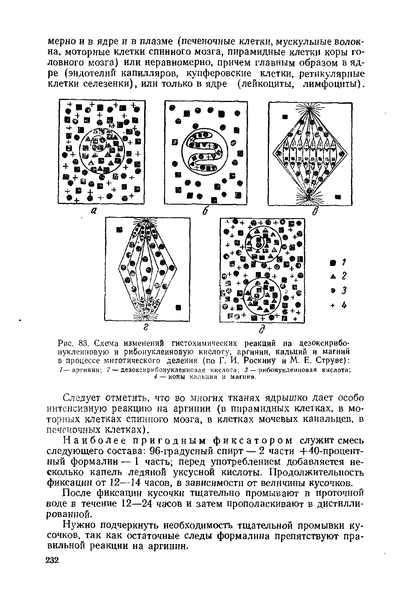 Рис. 83. Схема изменений гистохимических реакций на дезоксирибонуклеиновую и рибонуклеиновую кислоту, аргинин, кальций и магний в процессе митотического деления (по Г. И. Роскину и М. Е. Струве) 1— аргинин 2 — дезоксирибонуклеиновая кислота 3 — рибонуклеиновая кислота ...
