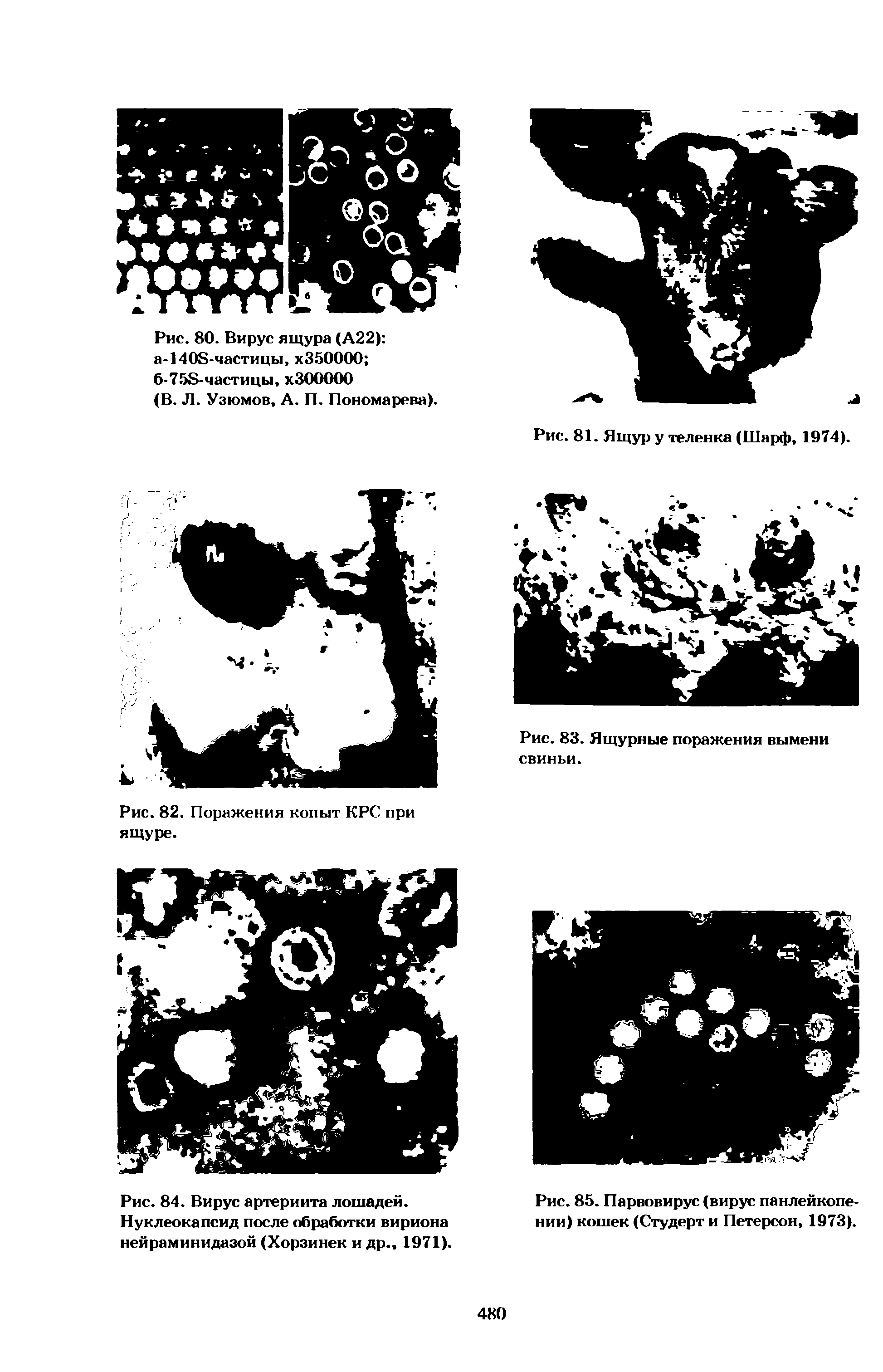 Рис. 85. Парвовирус (вирус панлейкопении) кошек (Студерт и Петерсон, 1973).