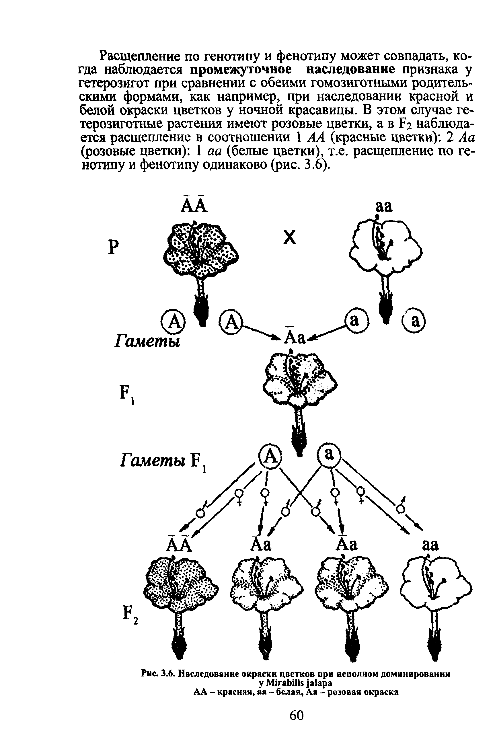 Рис. 3.6. Наследование окраски цветков при неполном доминировании у M АА - красная, аа - белая, Аа - розовая окраска...