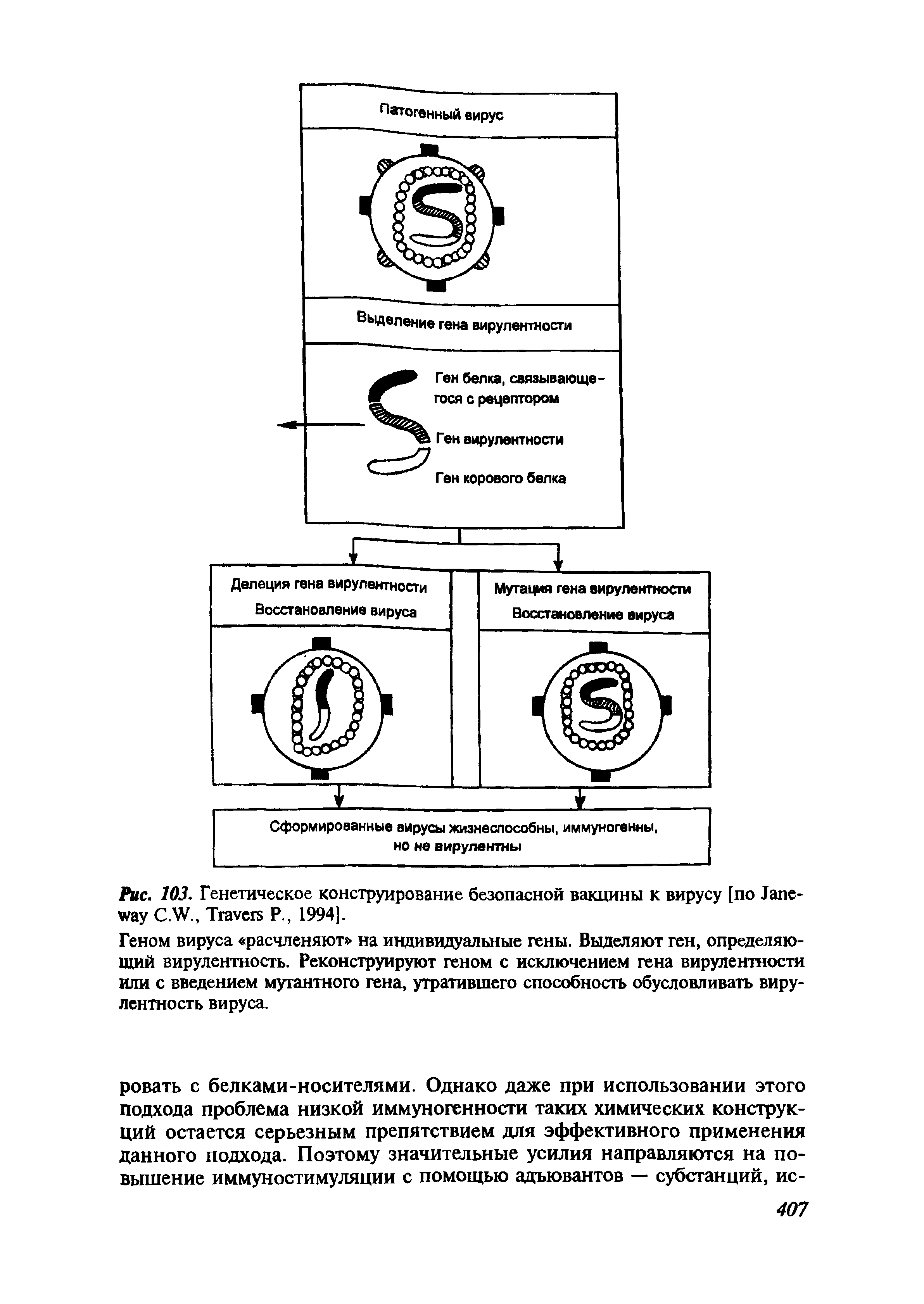 Рис. 103. Генетическое конструирование безопасной вакцины к вирусу [по J C.W., T Р., 1994].