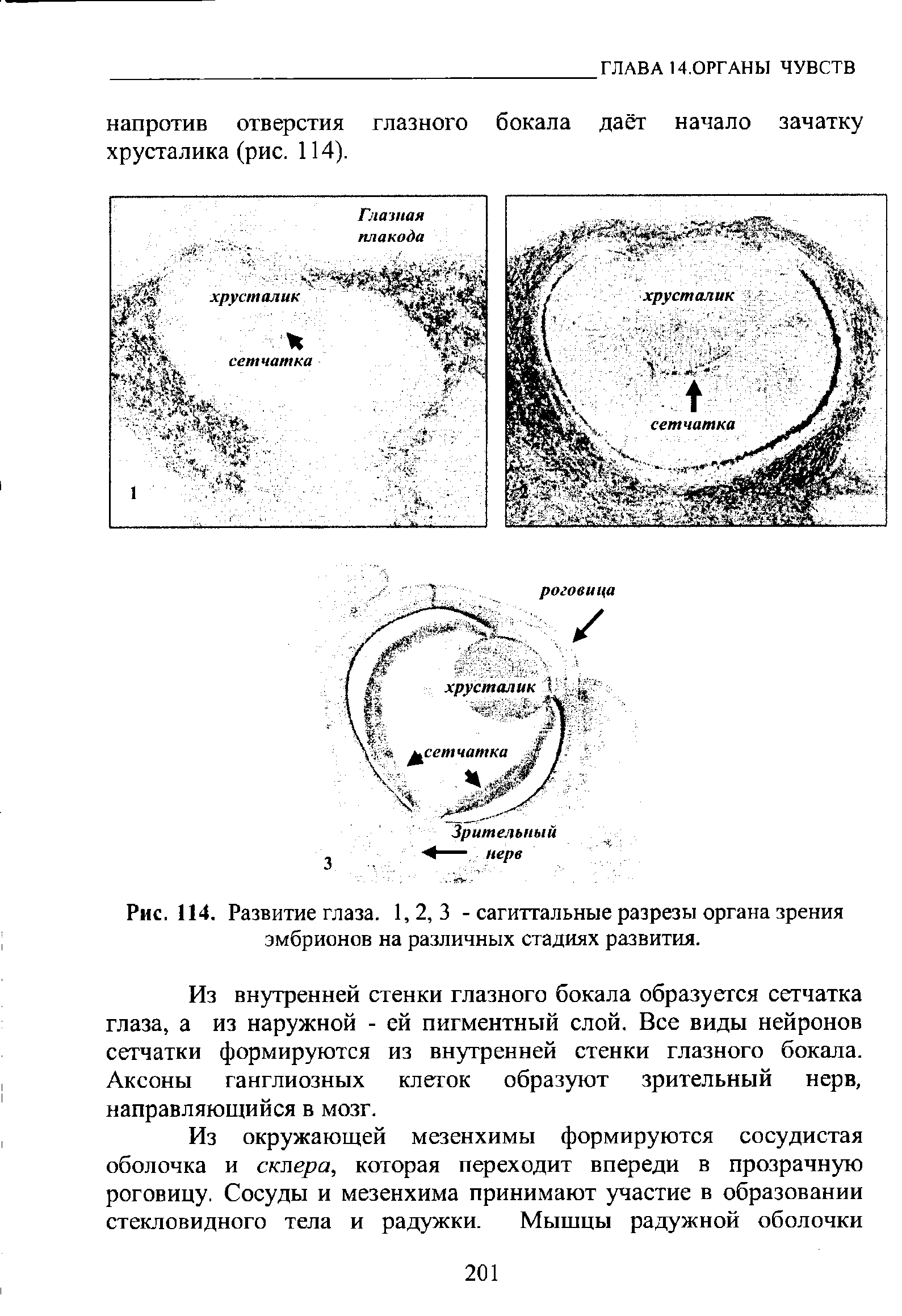 Рис. 114. Развитие глаза. 1,2,3 - сагиттальные разрезы органа зрения эмбрионов на различных стадиях развития.