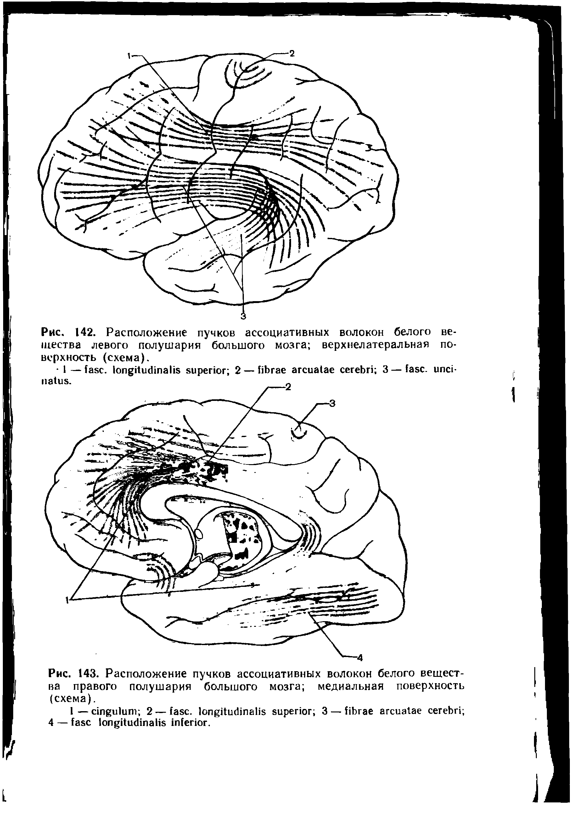 Рис. 143. Расположение пучков ассоциативных волокон белого вещества правого полушария большого мозга медиальная поверхность (схема).