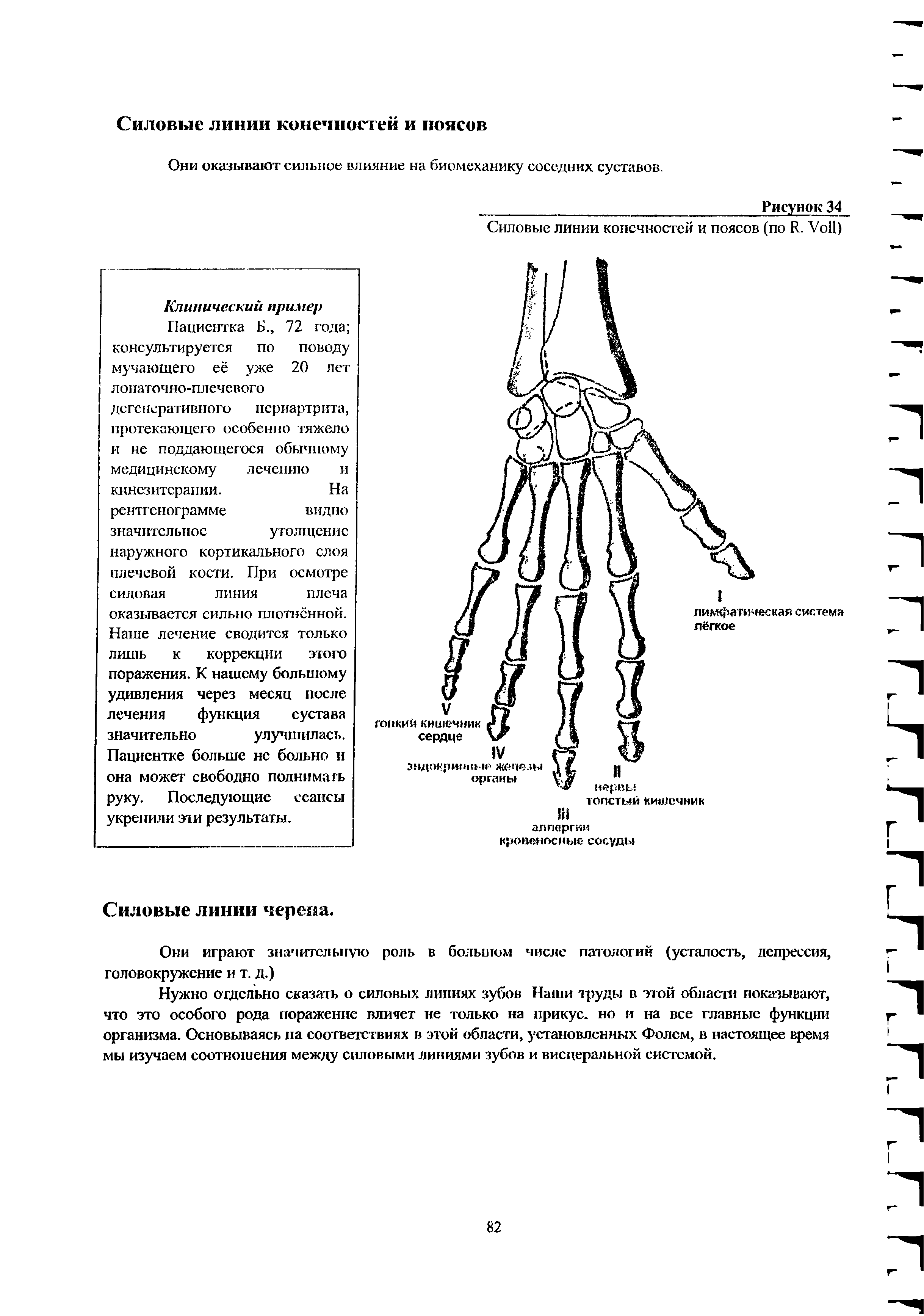 Рисунок 34 Силовые линии конечностей и поясов (по R. V )...