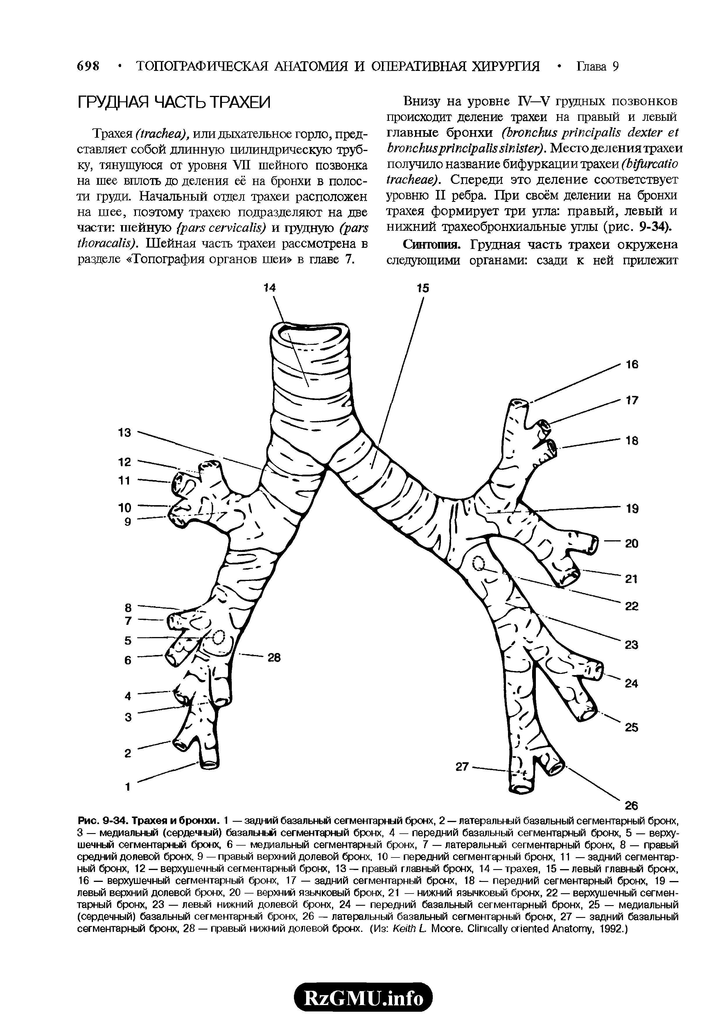 Рис. 9-34. Трахея и бронхи. 1 — задний базальный сегментарный бронх, 2 — латеральный базальный сегментарный бронх, 3 — медиальный (сердечный) базальный сегментарный бронх, 4 — передний базальный сегментарный бронх, 5 — верхушечный сегментарный бронх, 6 — медиальный сегментарный бронх, 7 — латеральный сегментарный бронх, 8 — правый средний долевой бронх, 9 — правый верхний долевой бронх, 10 — передний сегментарный бронх, 11 — задний сегментарный бронх, 12 — верхушечный сегментарный бронх, 13 — правый главный бронх, 14 — трахея, 15 — левый главный бронх, 16 — верхушечный сегментарный бронх, 17 — задний сегментарный бронх, 18 — передний сегментарный бронх, 19 — левый верхний долевой бронх, 20 — верхний язычковый бронх, 21 — нижний язычковый бронх, 22 — верхушечный сегментарный бронх, 23 — левый нижний долевой бронх, 24 — передний базальный сегментарный бронх, 25 — медиальный (сердечный) базальный сегментарный бронх, 26 — латеральный базальный сегментарный бронх, 27 — задний базальный сегментарный бронх, 28 — правый нижний долевой бронх. (Из K L M . C A , 1992.)...