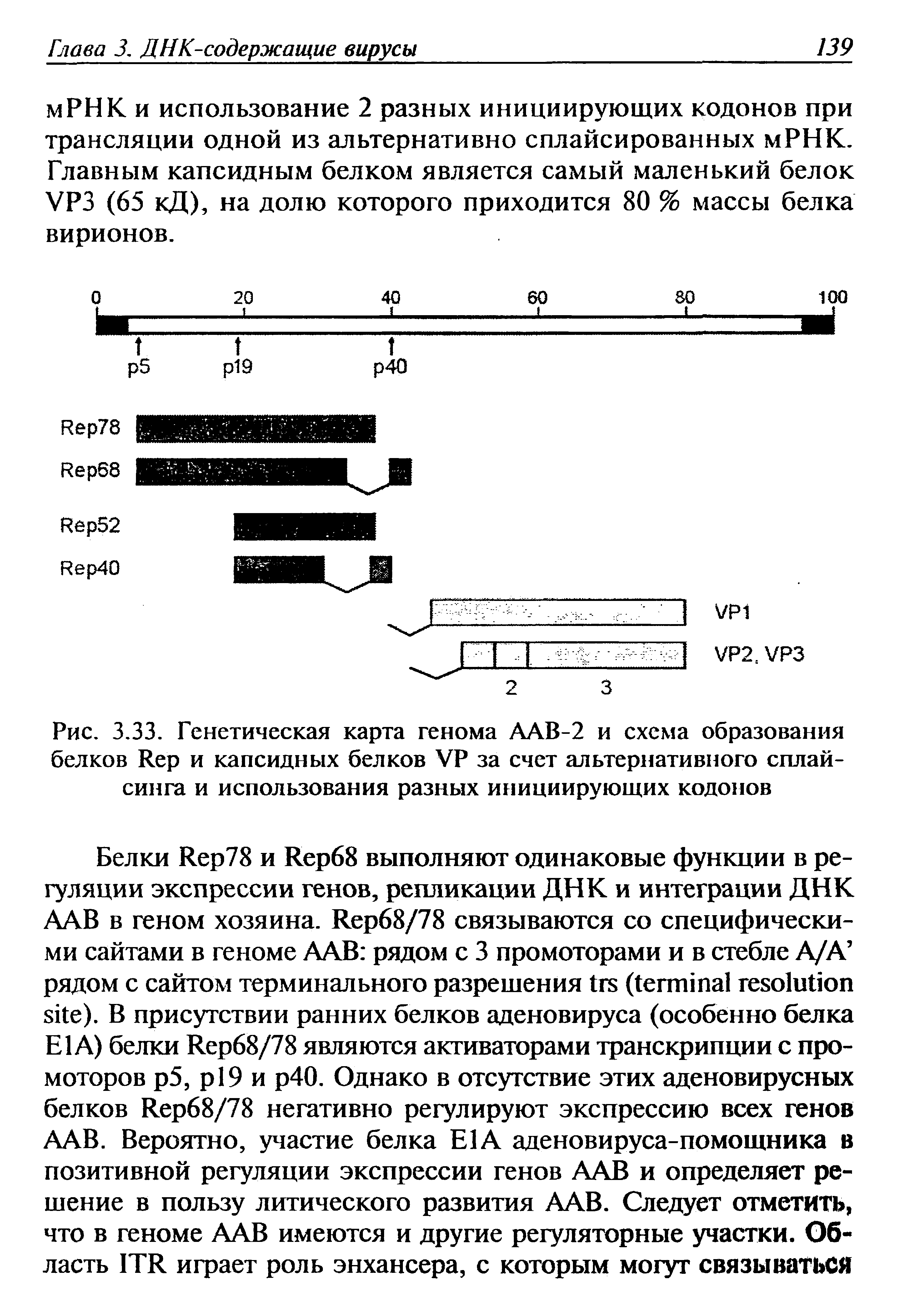 Рис. 3.33. Генетическая карта генома ААВ-2 и схема образования белков R и капсидных белков VP за счет альтернативного сплайсинга и использования разных инициирующих кодонов...