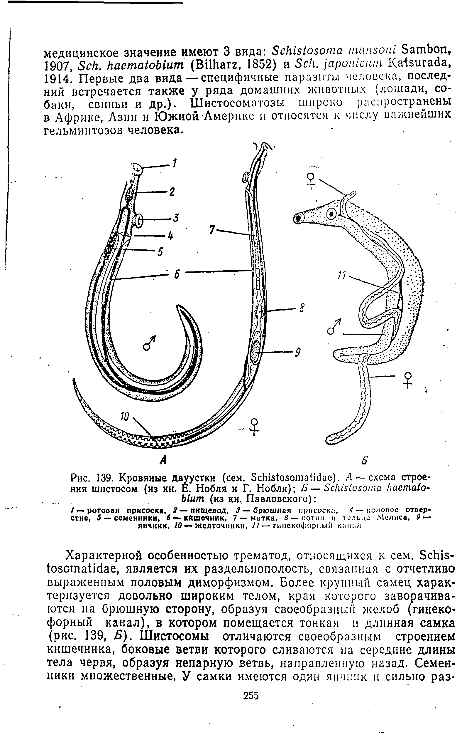 Рис. 139. Кровяные двуустки (сем. S ае). А — схема строения шистосом (из кн. Е. Нобля и Г. Нобля) Б— S (из кн. Павловского) ...