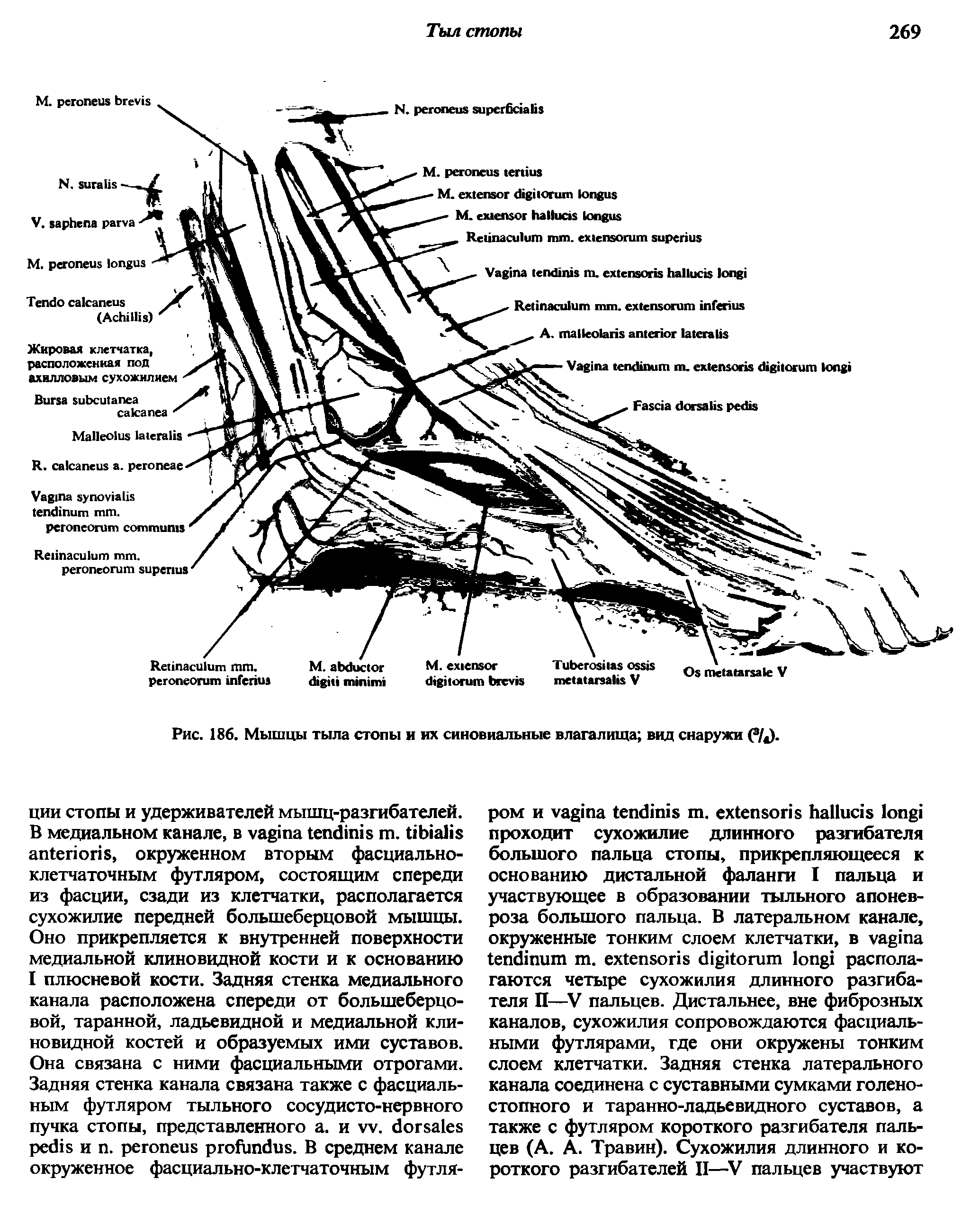 Рис. 186. Мышцы тыла стопы и их синовиальные влагалища вид снаружи...