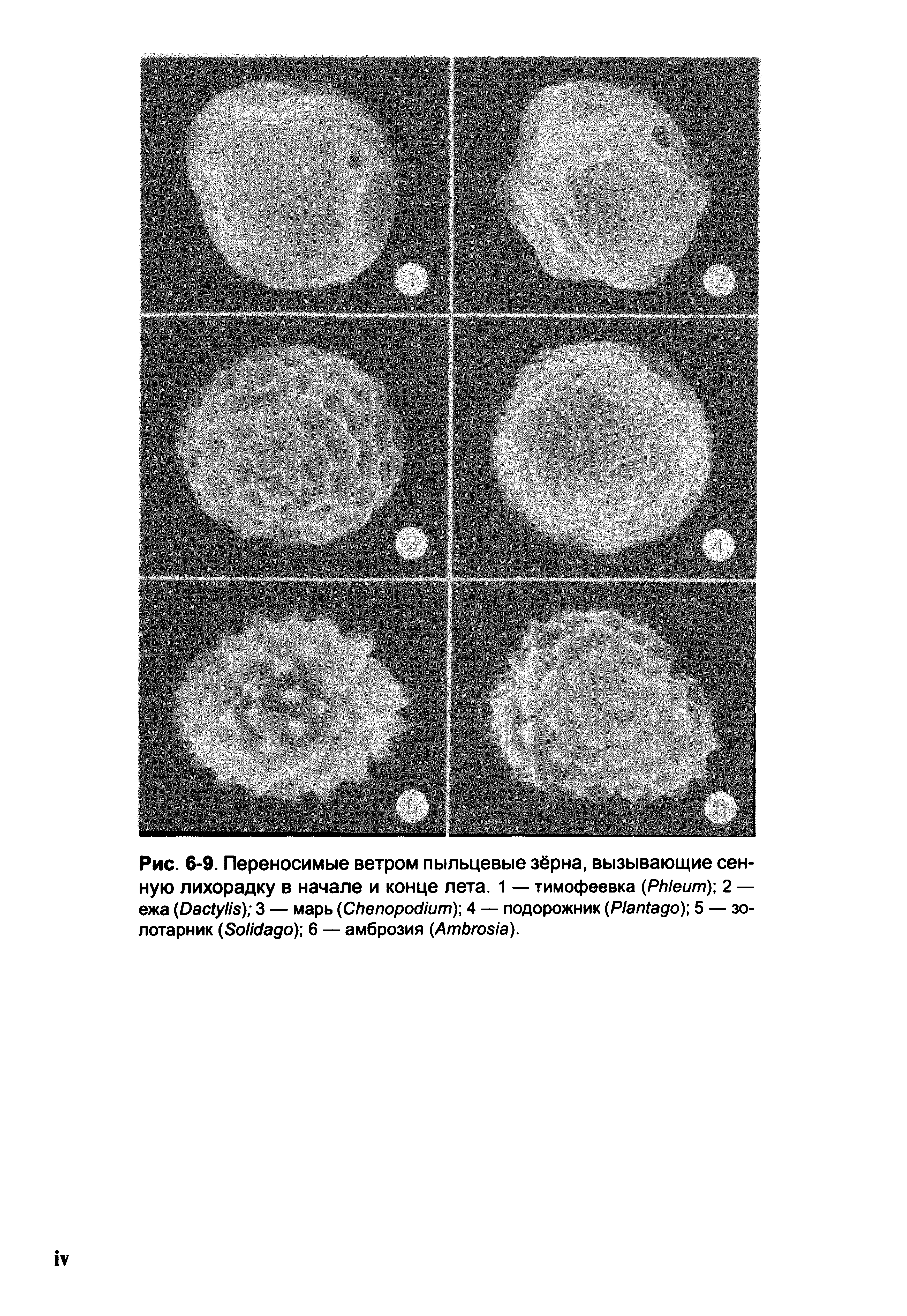 Рис. 6 9. Переносимые ветром пыльцевые зёрна, вызывающие сенную лихорадку в начале и конце лета. 1 — тимофеевка (P ) 2 — ежа (D ) 3 — марь (C ) 4 — подорожник (P ) 5 — золотарник (S ) 6 — амброзия (A ).