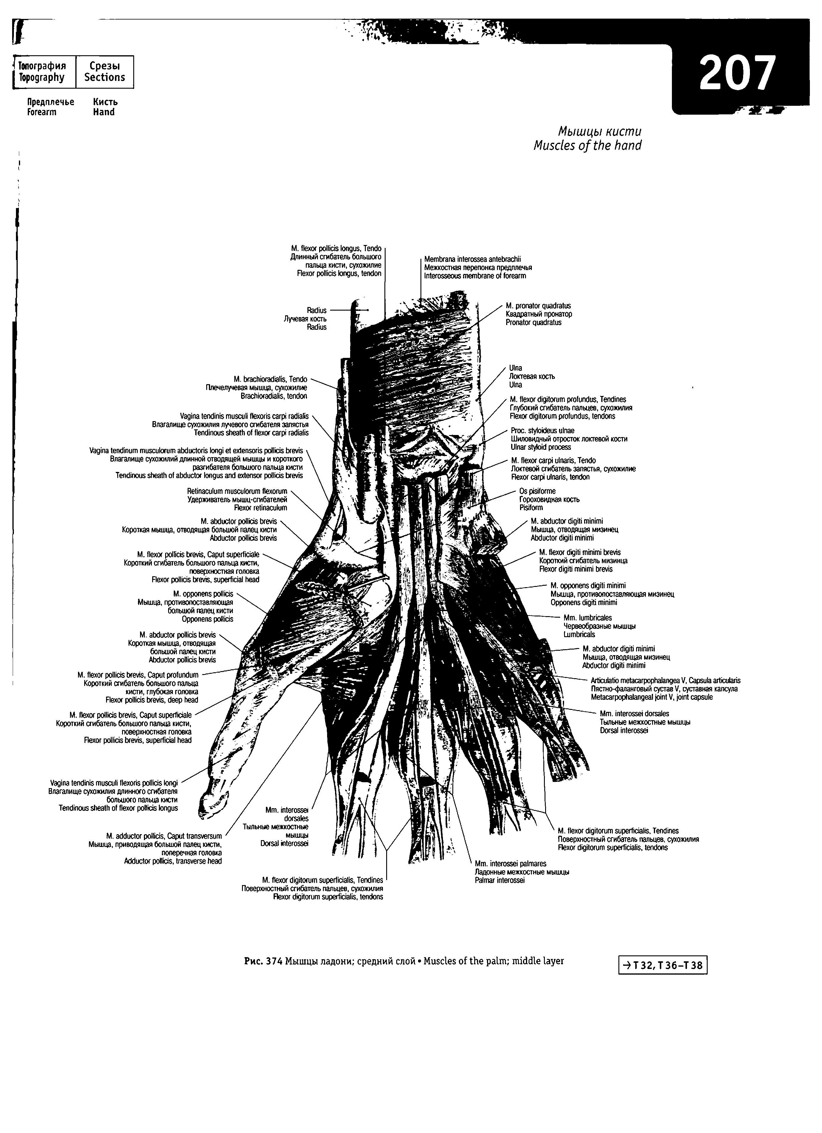 Рис. 374 Мышцы ладони средний слой M ...