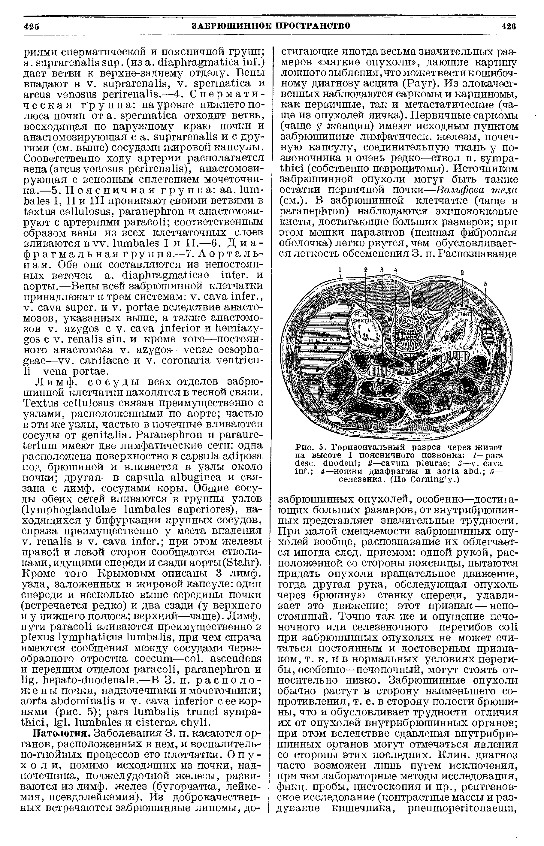 Рис. 5. Горизонтальный разрез через живот па высоте I поясничного позвонка 1— . 2— 3— . . 4— пожни диафрагмы и . 5— селезенка. (По C .)...