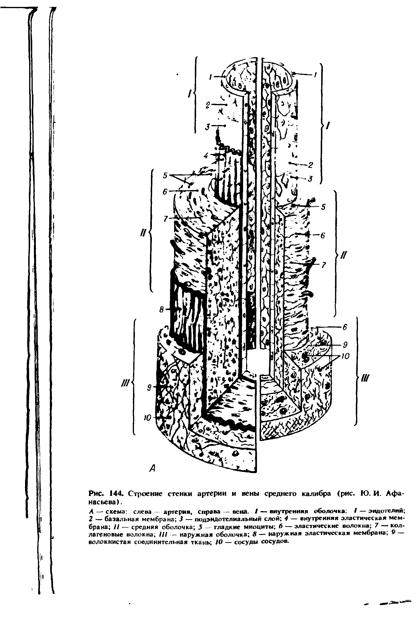 Рис. 144. Строение стенки артерии и вены среднего калибра (рис. Ю. И. Афанасьева).