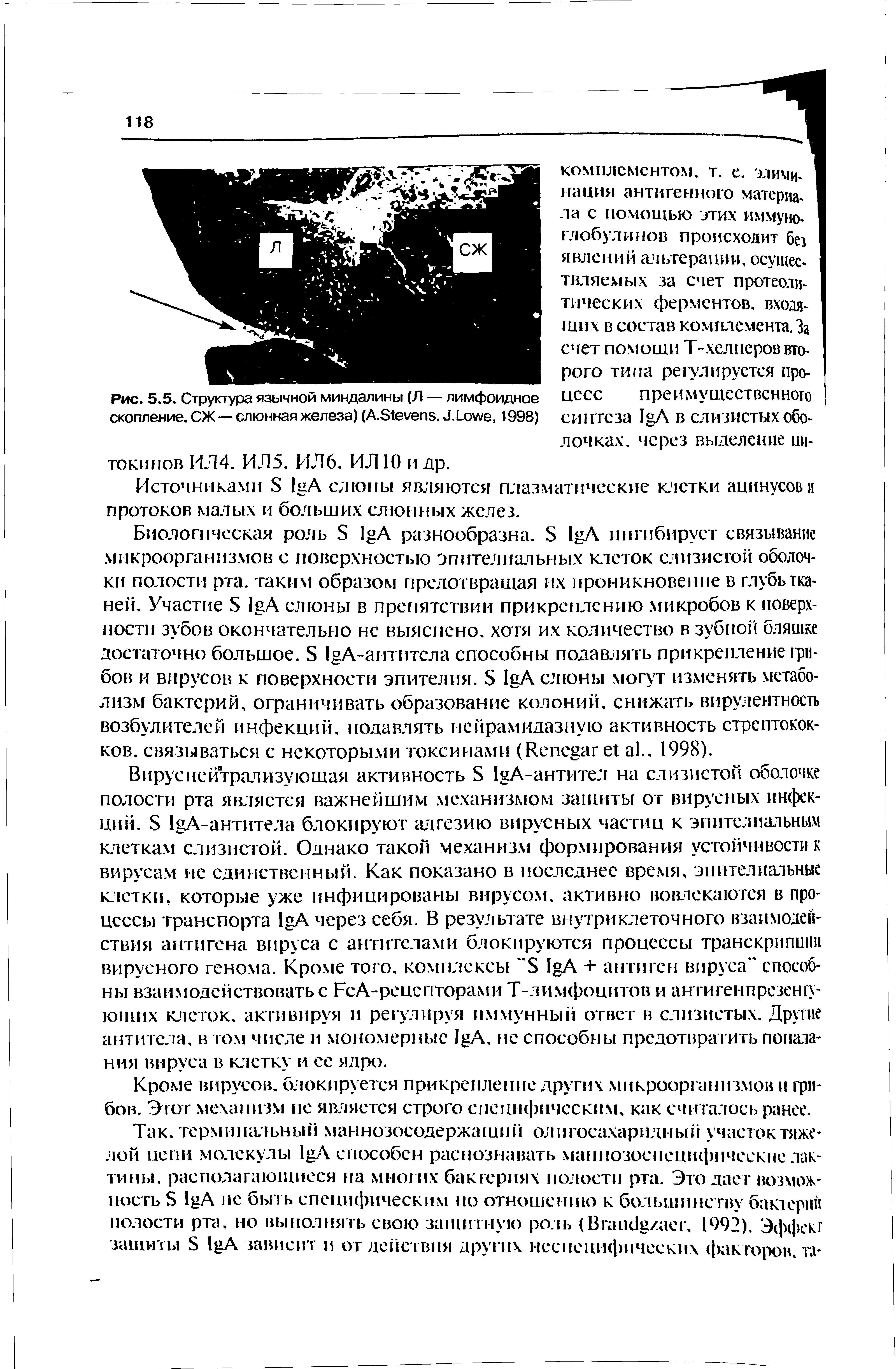 Рис. 5.5. Структура язычной миндалины (Л — лимфоидное скопление. СЖ — слюнная железа) (А.ЗГеуепэ. Фимл/е, 1998)...