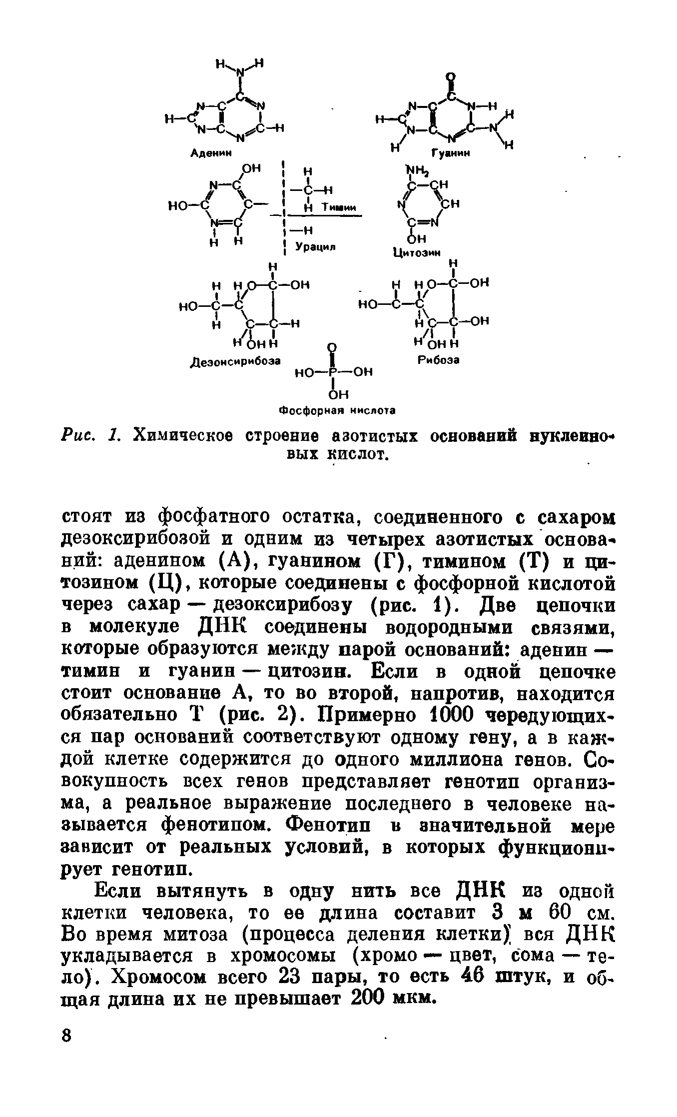 Рис. 1. Химическое строение азотистых оснований нуклеинов вых кислот.