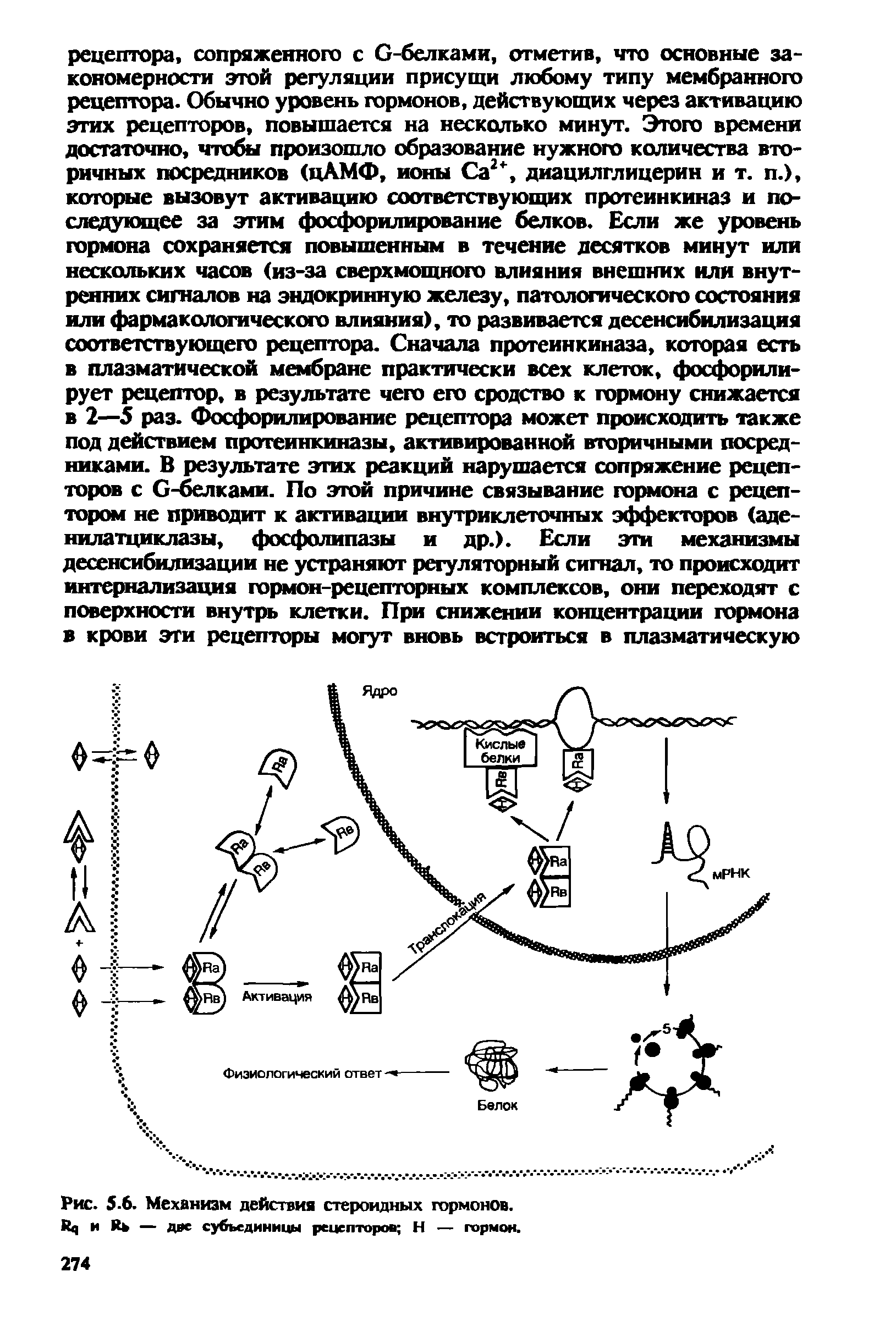 Рис.. 6. Механизм действия стероидных гормонов, и — две субъединицы рецепторов Н — гормон.