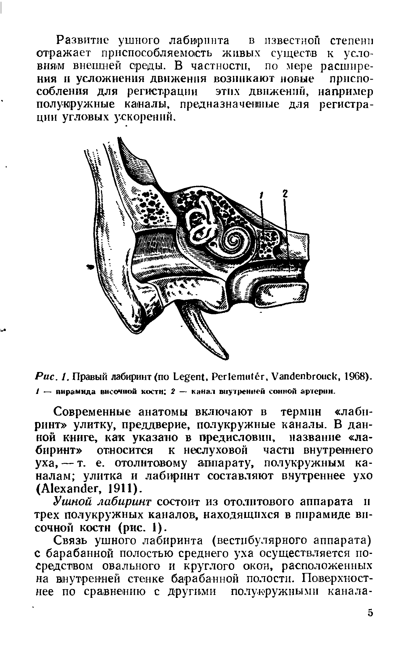 Рис. 1. Правый лабиринт (по L , P , V , 1968). / — пирамида височной кости 2 — канал внутренней сонной артерии.