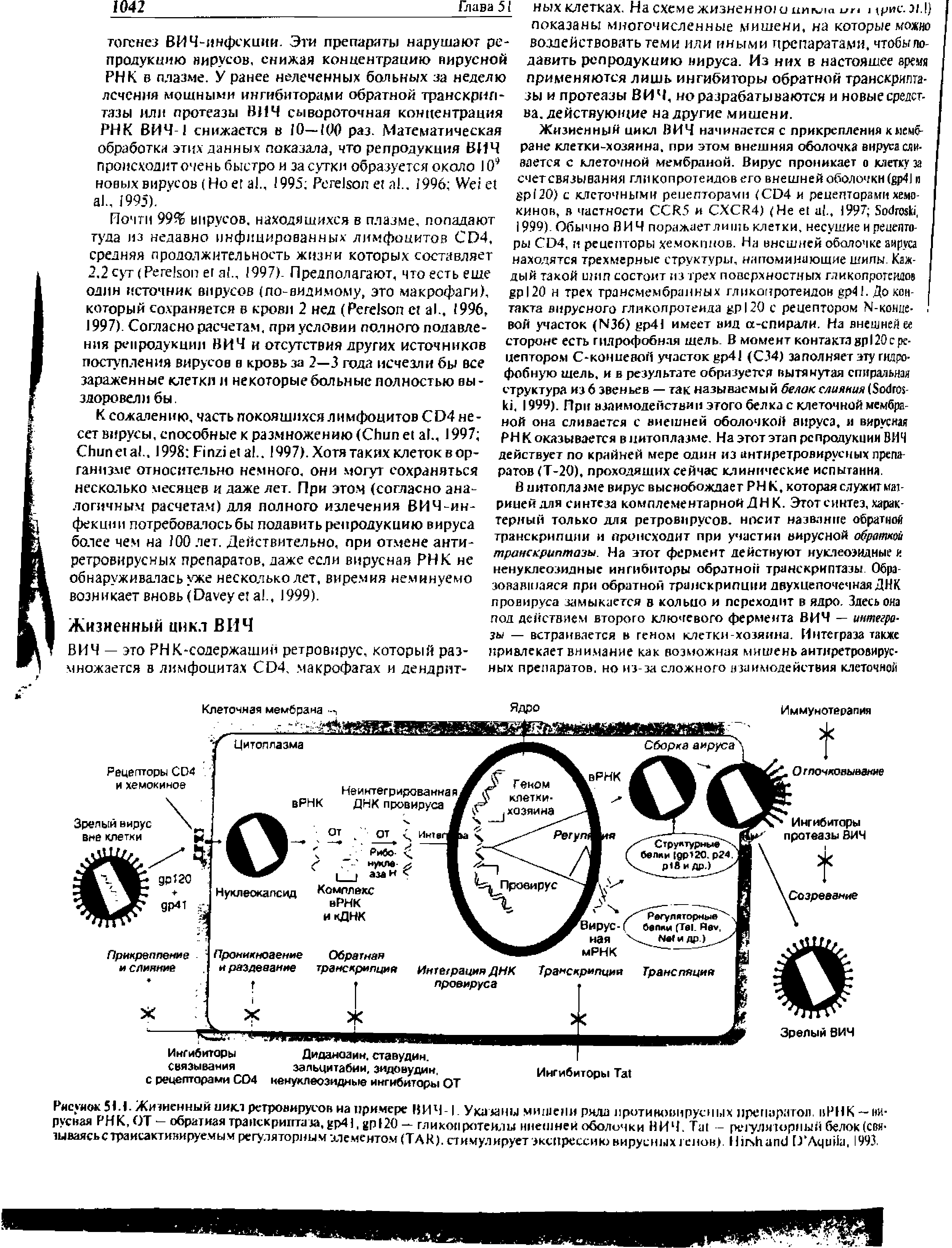 Рисунок 51.1. Жизненный цикл ретровирусов на примере ВИЧ-1. Указаны мишени ряда противовирусных пре пари топ. вРНК —ни-русвая РНК, ОТ — обратная транскриптаза, 4], 120 — гл и коп роте илы внешней оболочки ВИЧ. T - рсчулязорпый белок (свя-тываясьстраисактивируемым регуляторным цементом (TAR), стимулирует экспрессию вирусных генов). H D A , 1993.