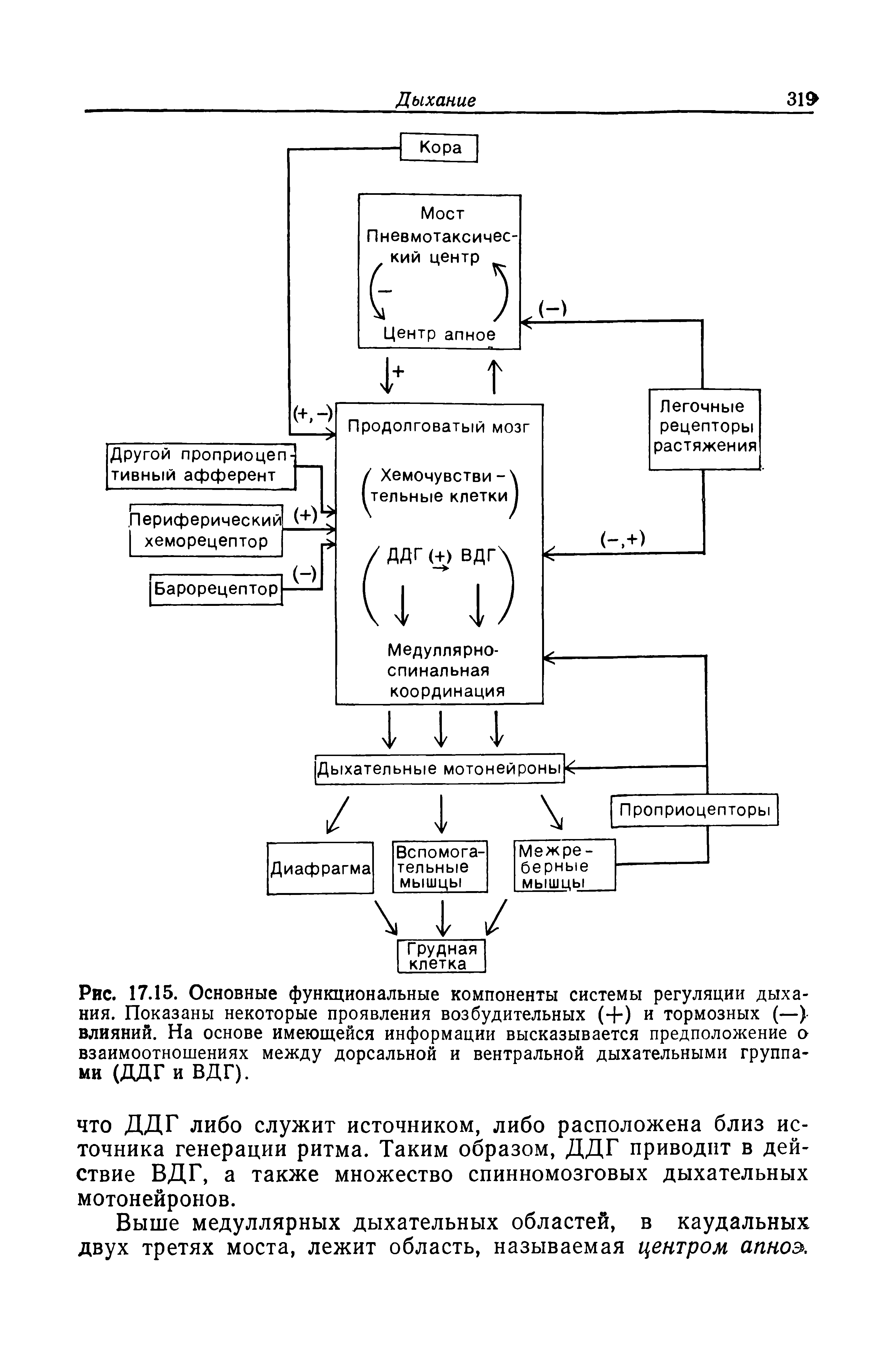 Рис. 17.15. Основные функциональные компоненты системы регуляции дыхания. Показаны некоторые проявления возбудительных (+) и тормозных (—) влияний. На основе имеющейся информации высказывается предположение о взаимоотношениях между дорсальной и вентральной дыхательными группами (ДДГ и ВДГ).