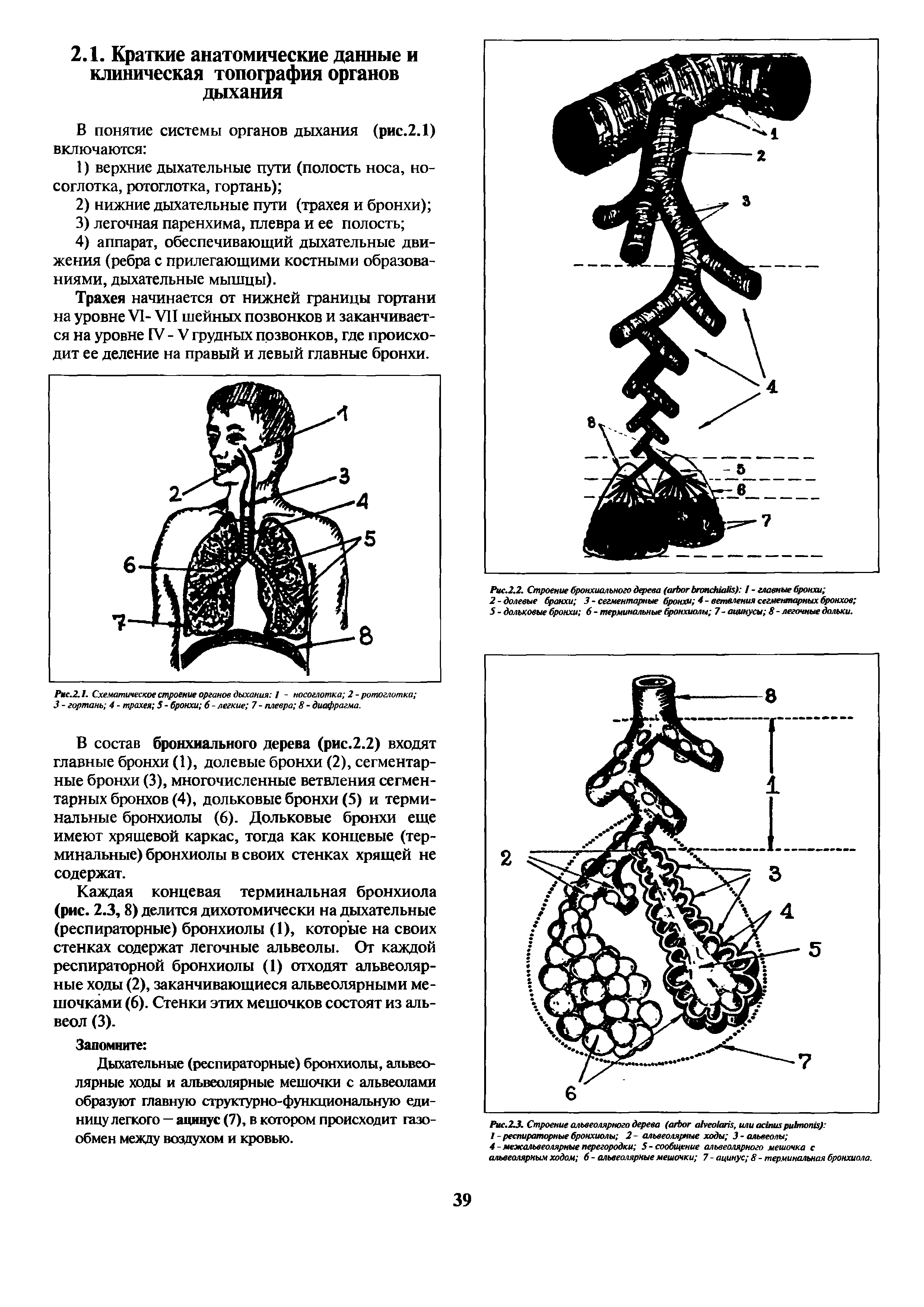 Рис.23. Строение альвеолярного дерева ( , или ) I - респираторные бронхиолы 2 - альвеолярные ходы 3 - альвеолы ...