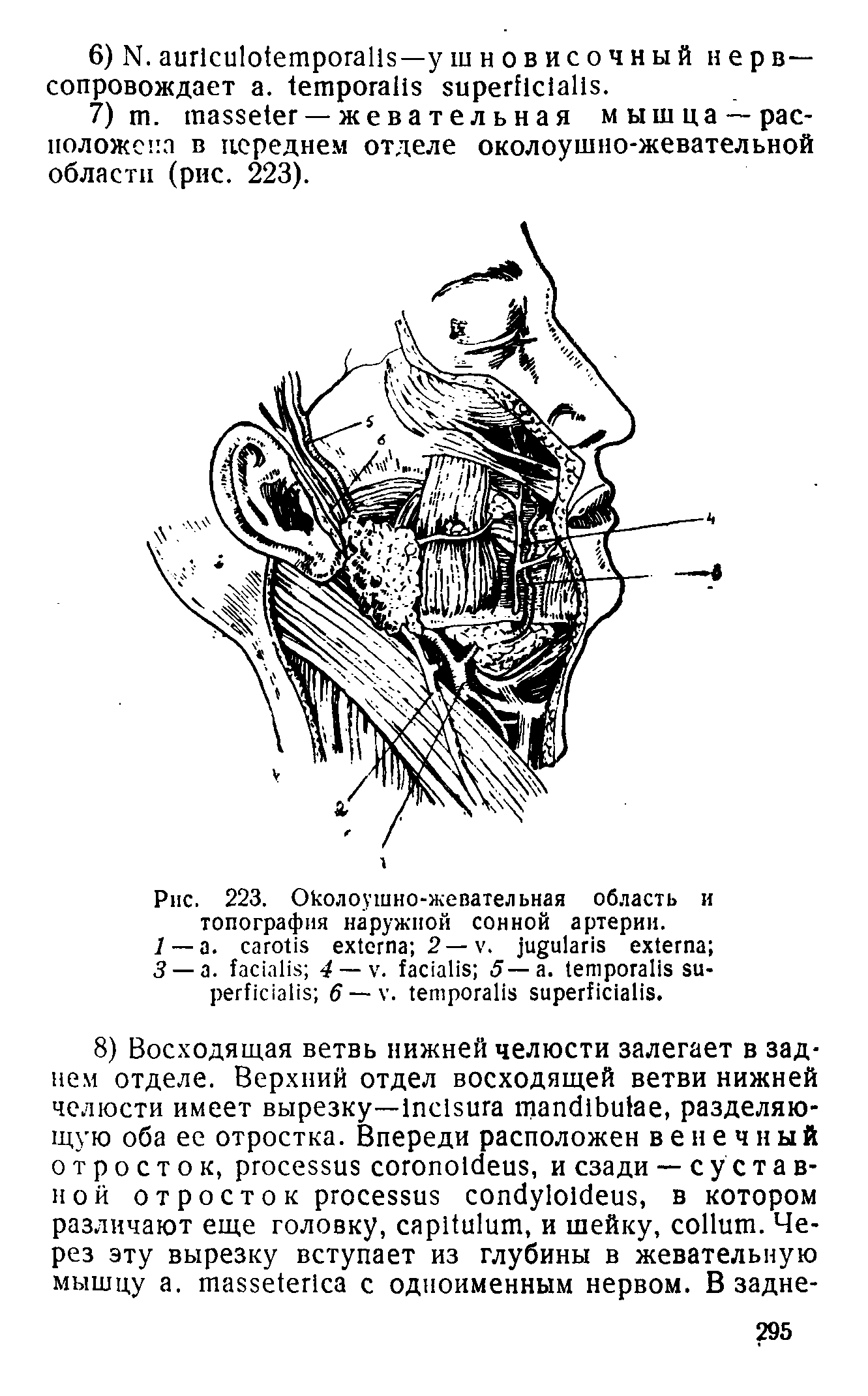 Рис. 223. Околоушно-жевательная область и топография наружной сонной артерии.