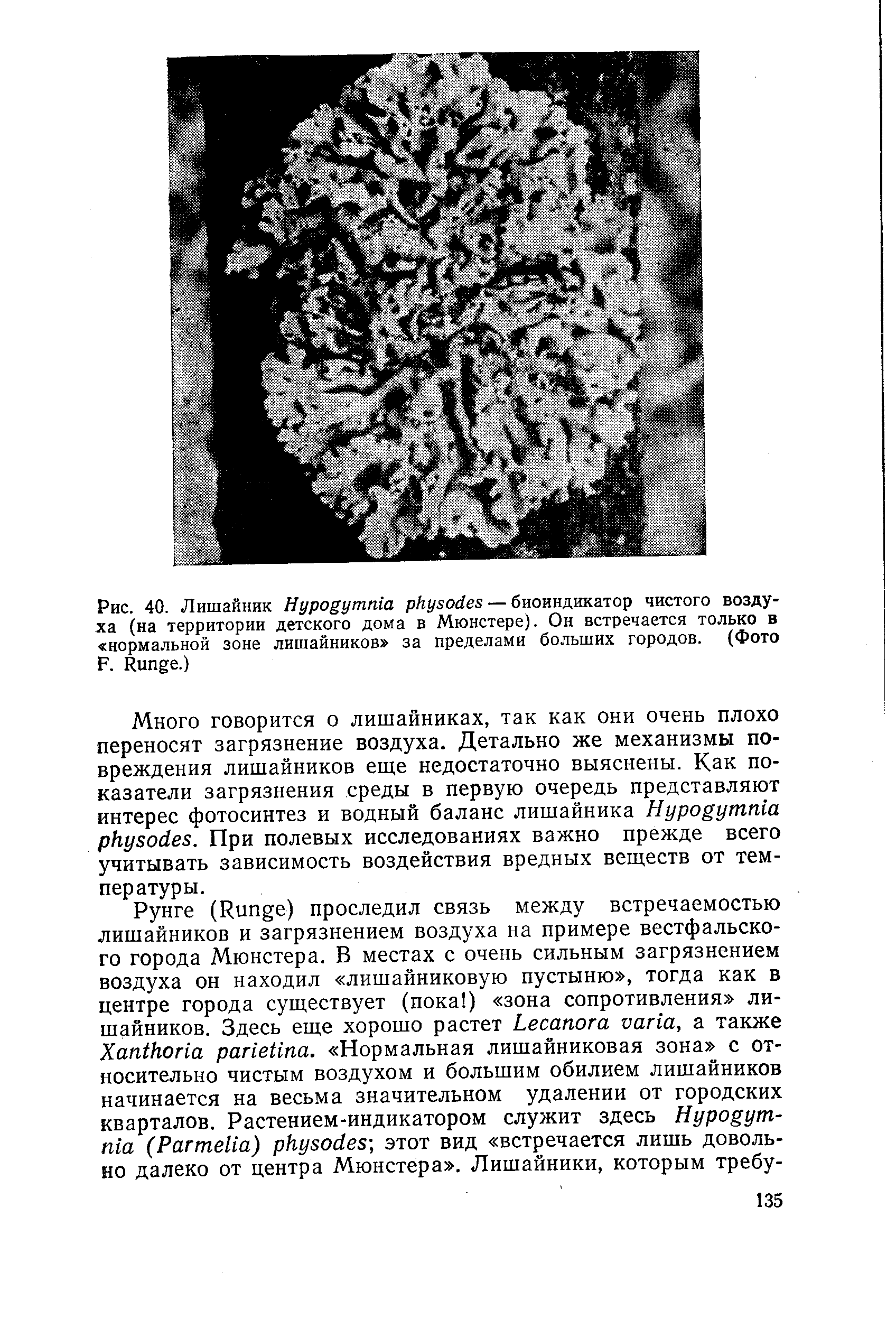 Рис. 40. Лишайник H — биоиндикатор чистого воздуха (на территории детского дома в Мюнстере). Он встречается только в нормальной зоне лишайников за пределами больших городов. (Фото F. R .)...