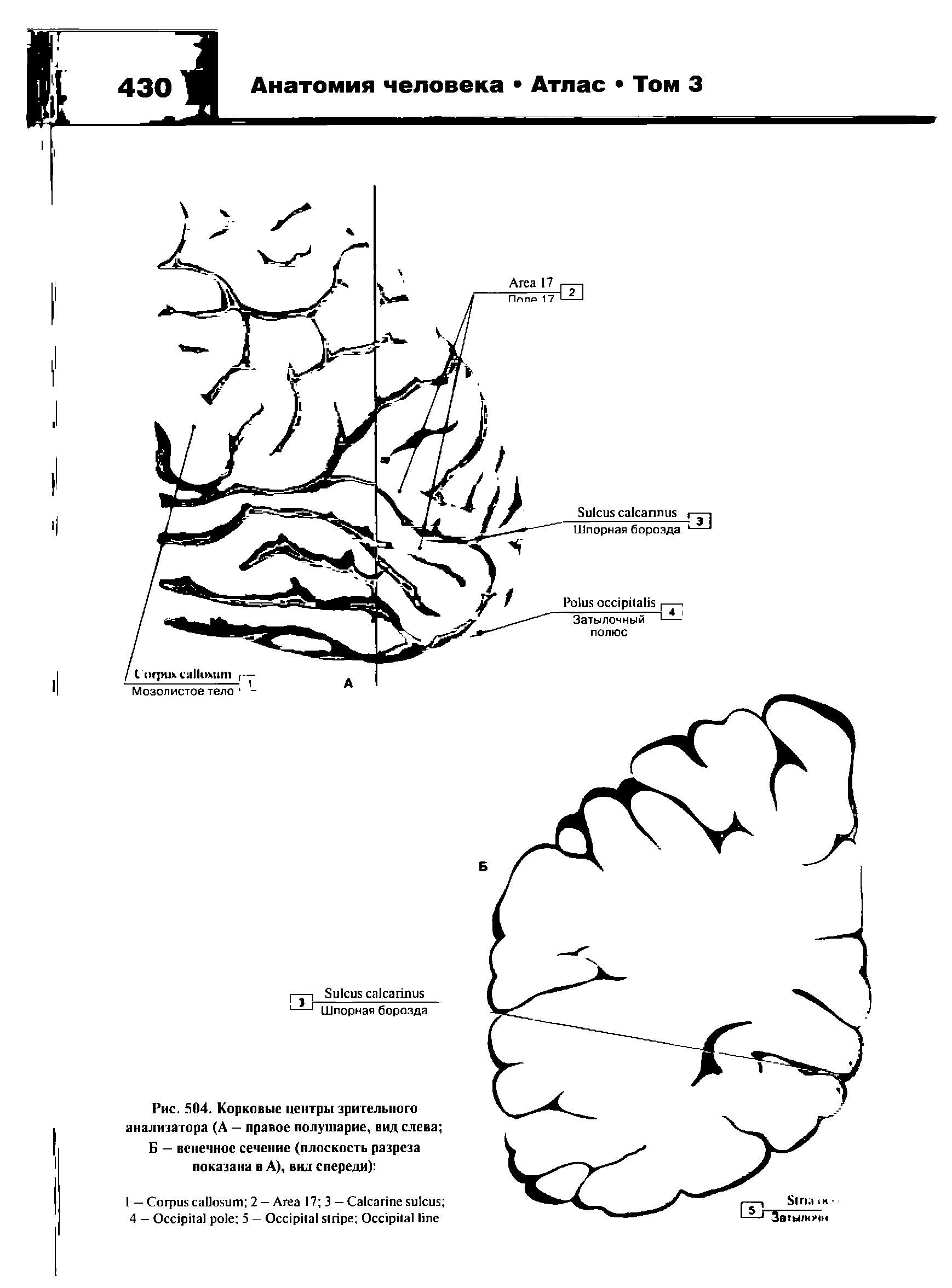 Рис. 504. Корковые центры зрительного анализатора (А — правое полушарие, вид слева ...
