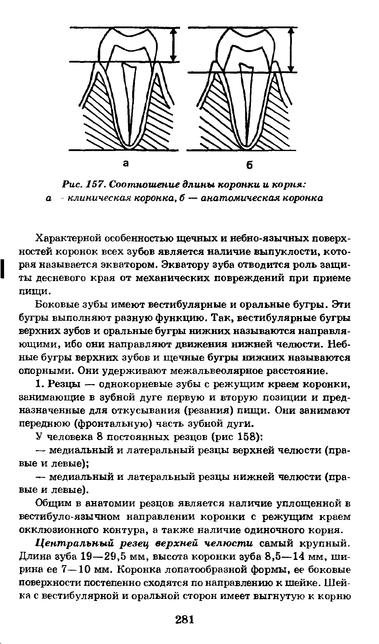 Рис. 157. Соотношение длины коронки и корня а - клиническая коронка, б — анатомическая коронка...