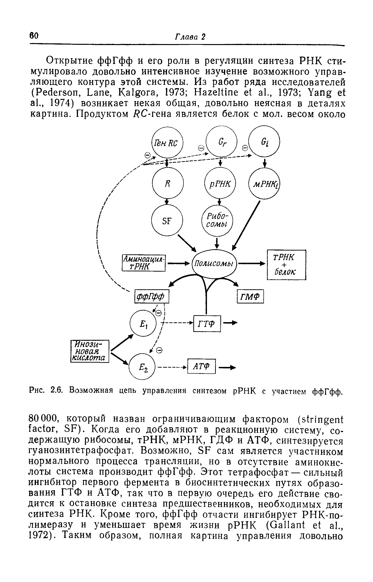 Рис. 2.6. Возможная цепь управления синтезом рРНК с участием ффГфф.